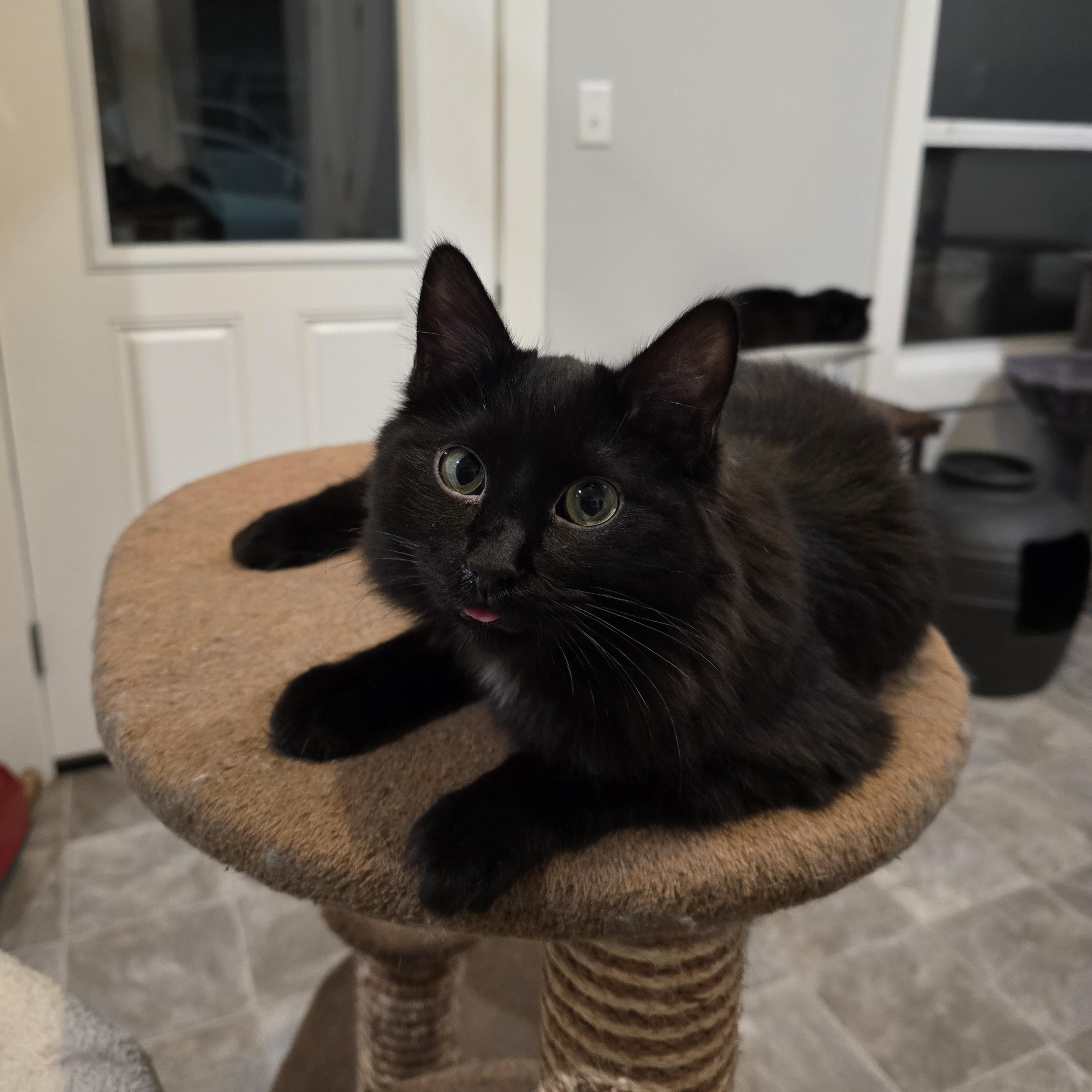 Enlarge Butcher (Fangs), a Adoptable Domestic Short Hair in Beaufort, MO image 3/6