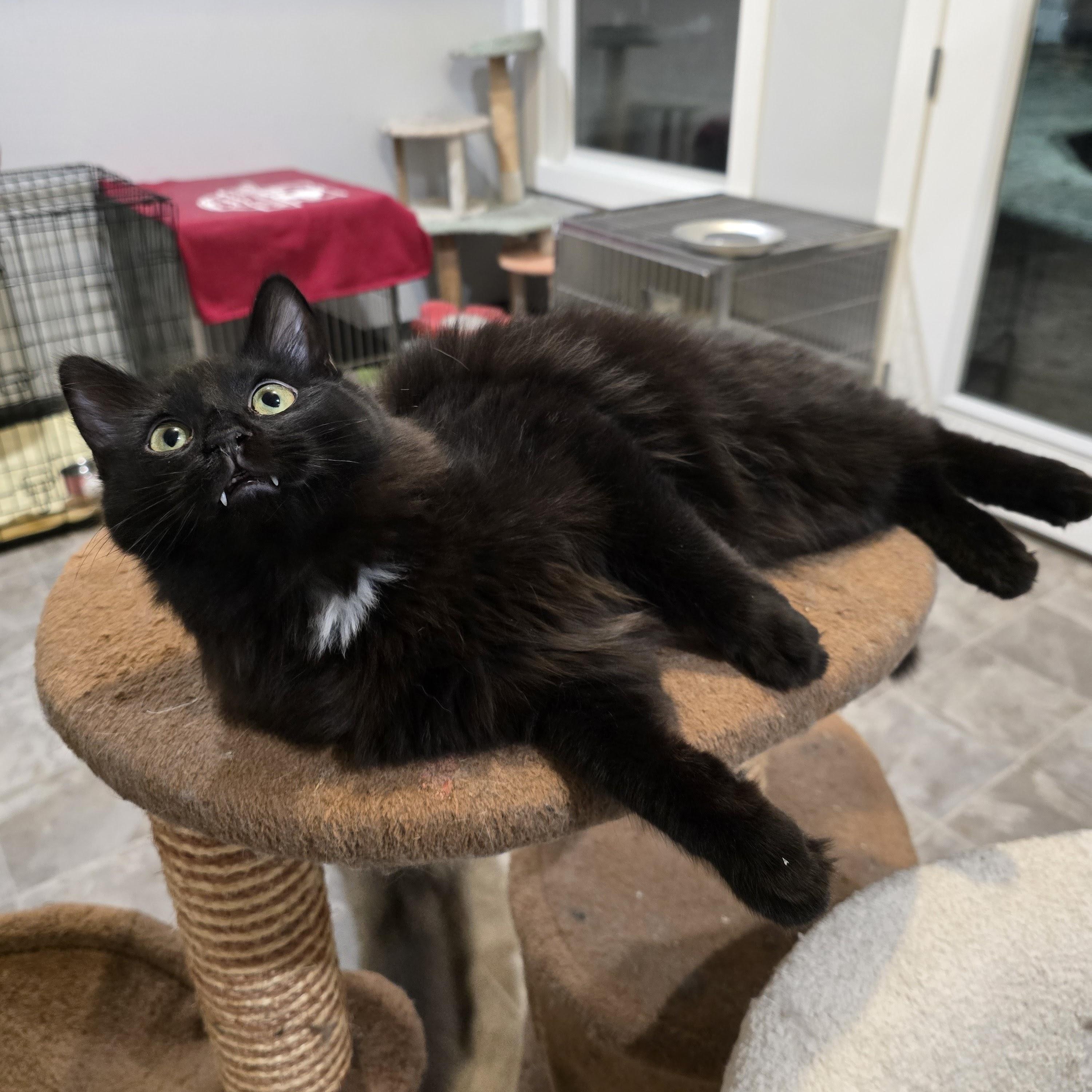 Enlarge Butcher (Fangs), a Adoptable Domestic Short Hair in Beaufort, MO image 2/6