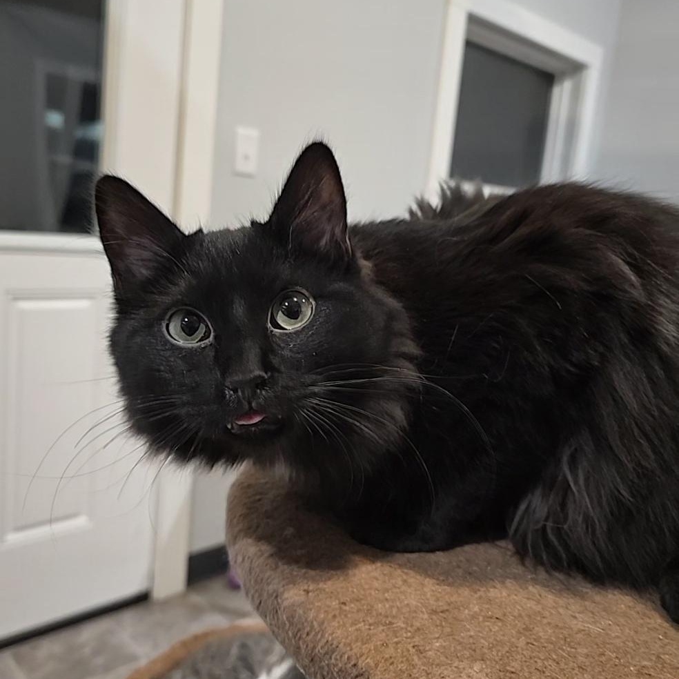 Butcher (Fangs), Adoptable, Young Male Domestic Short Hair.