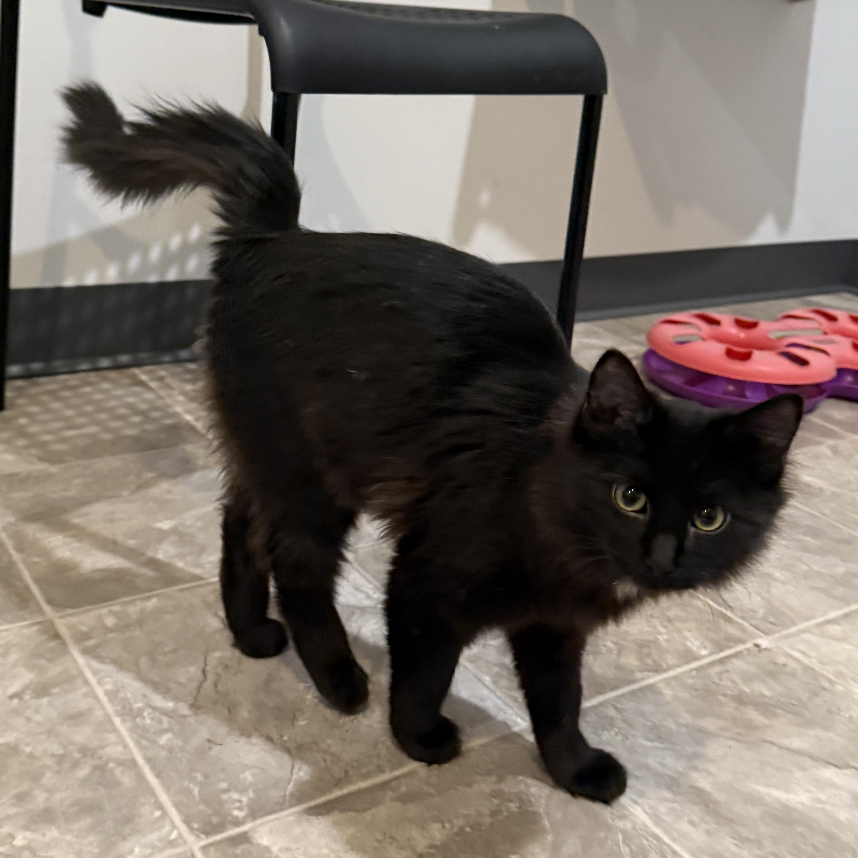 Enlarge Butcher (Fangs), a Adoptable Domestic Short Hair in Beaufort, MO image 5/6