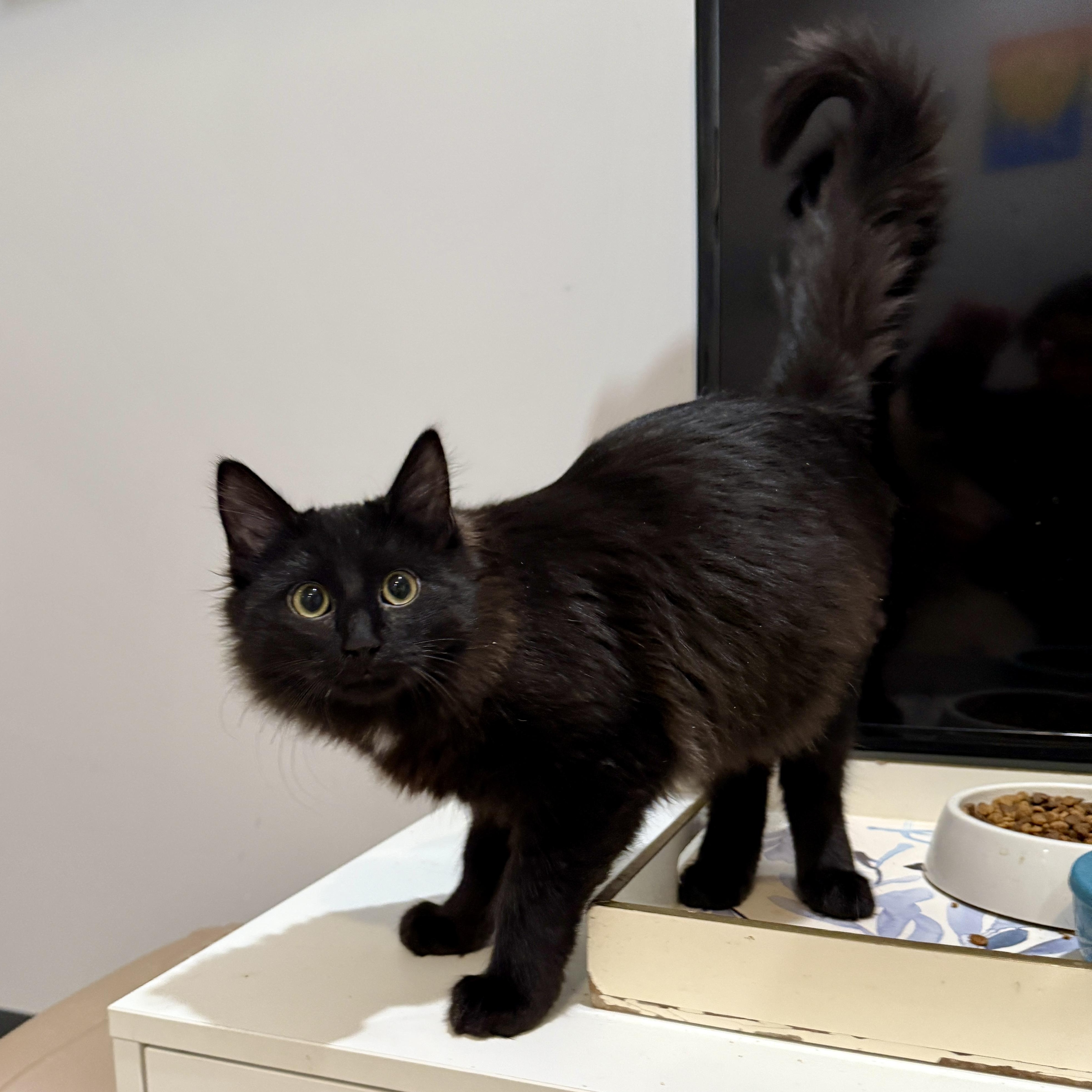 Enlarge Butcher (Fangs), a Adoptable Domestic Short Hair in Beaufort, MO image 4/6