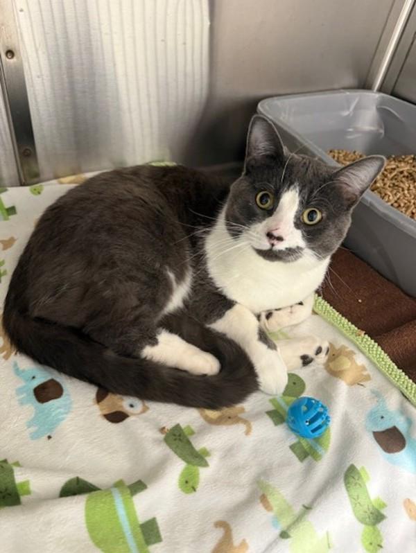 Bruiser, Adoptable, Young Male Domestic Short Hair.