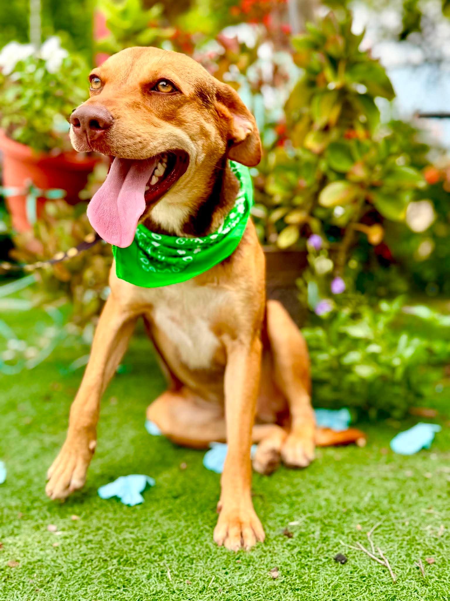 Enlarge Georgey, a Adoptable mixed breed in Bridgeville, PA image 4/6