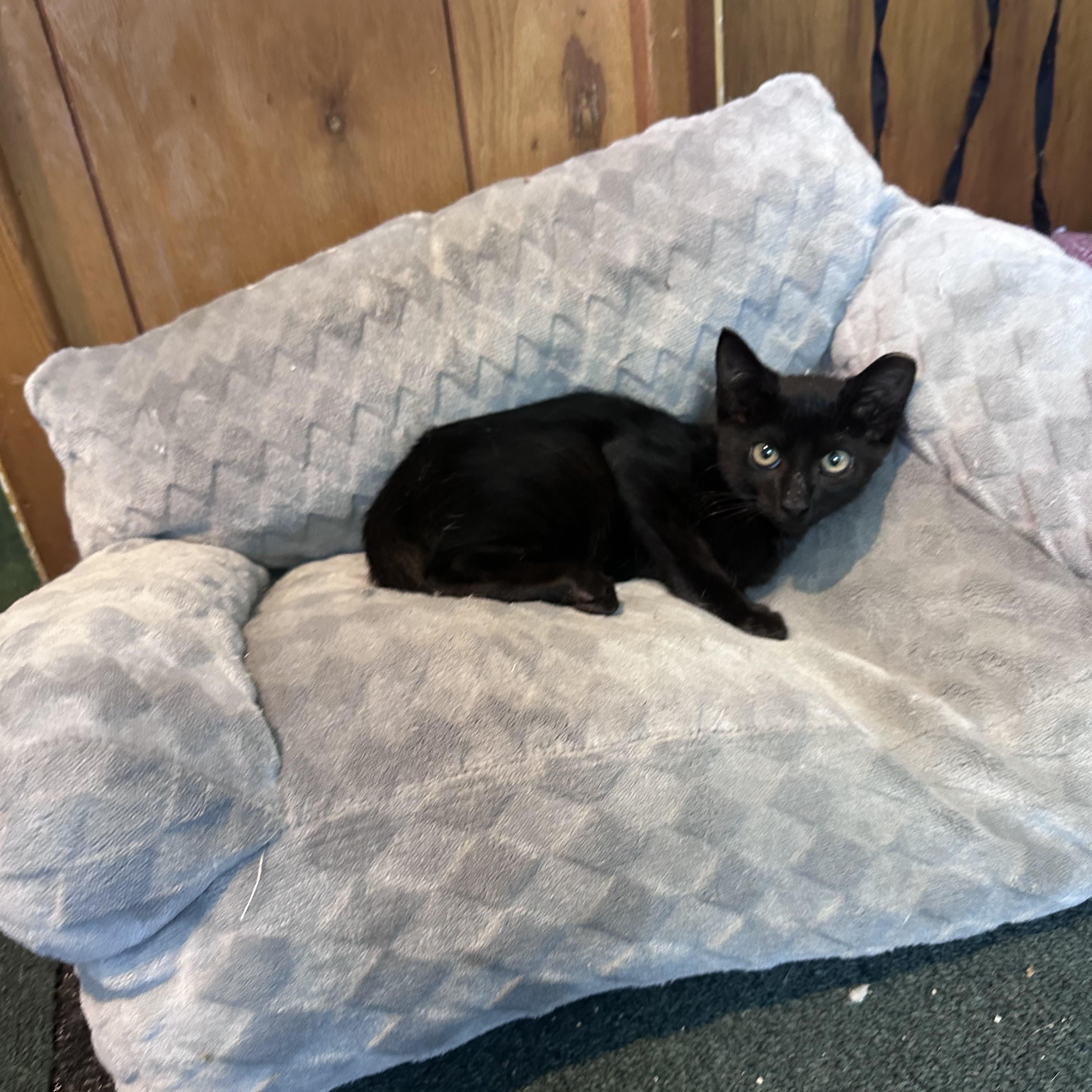 Enlarge Hershey, a Adopted Domestic Short Hair in Frostproof, FL image 2/2