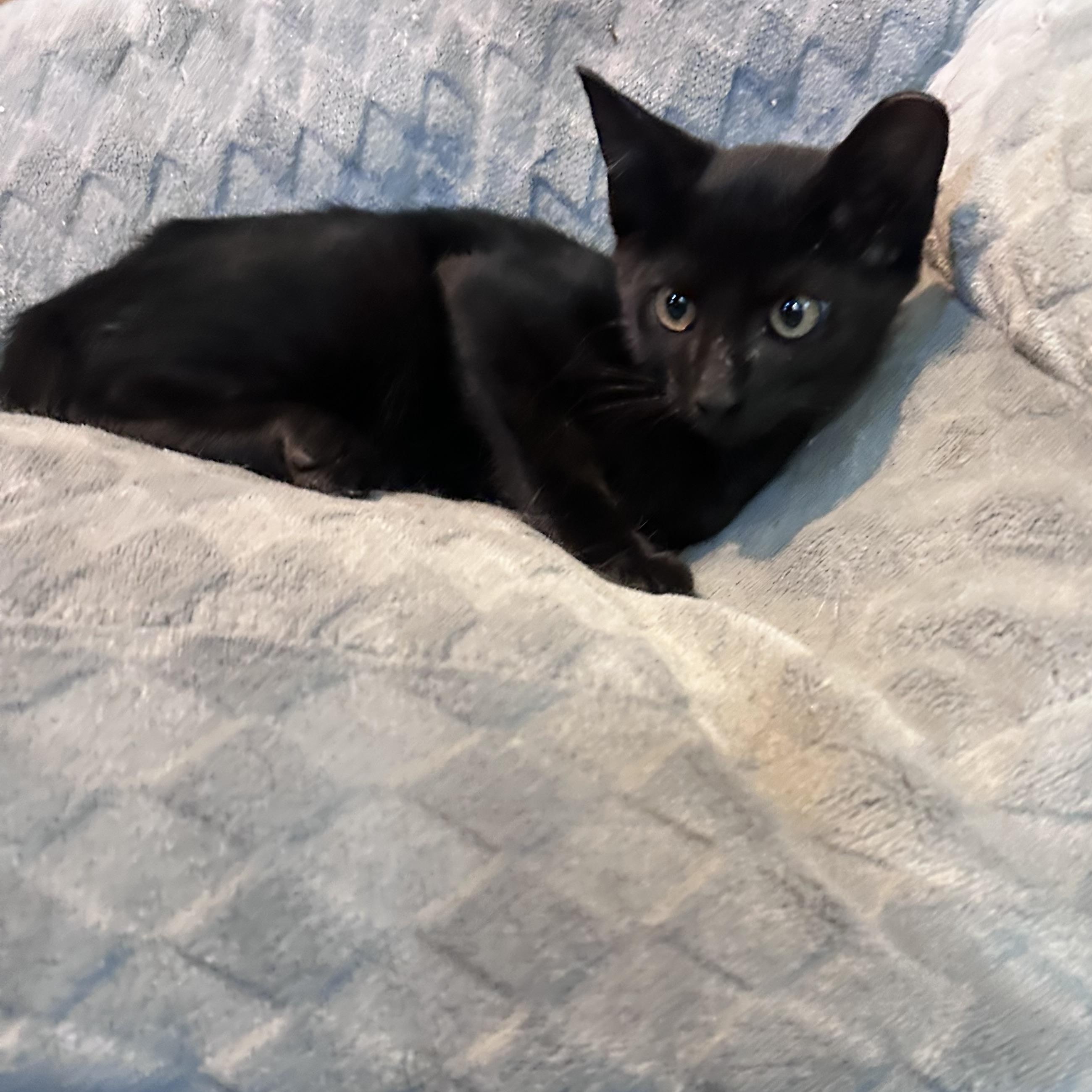 Hershey, Adopted, Kitten Male Domestic Short Hair.