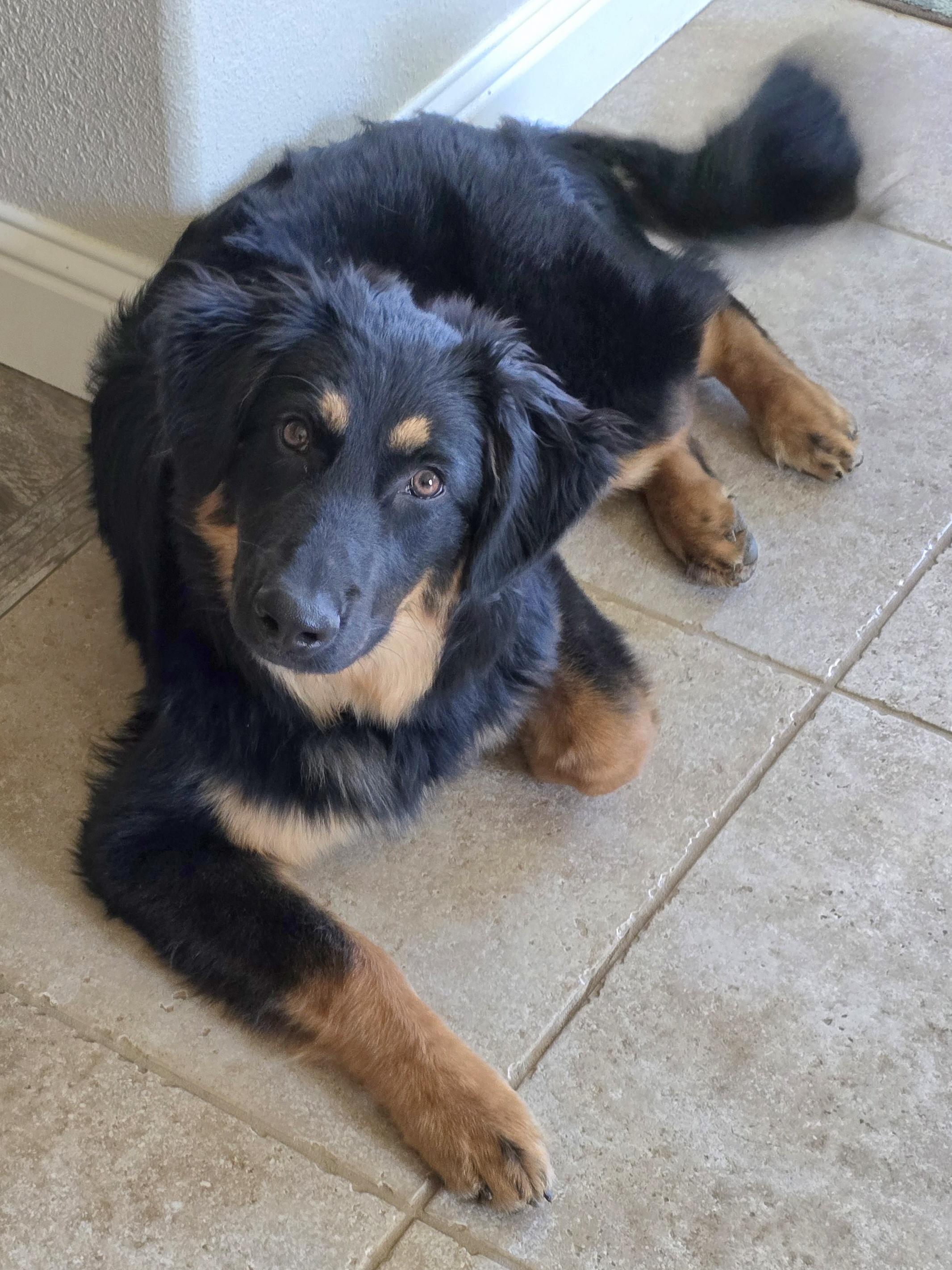 Murphy, Adoptable, Puppy Male German Shepherd Dog & Australian Shepherd.