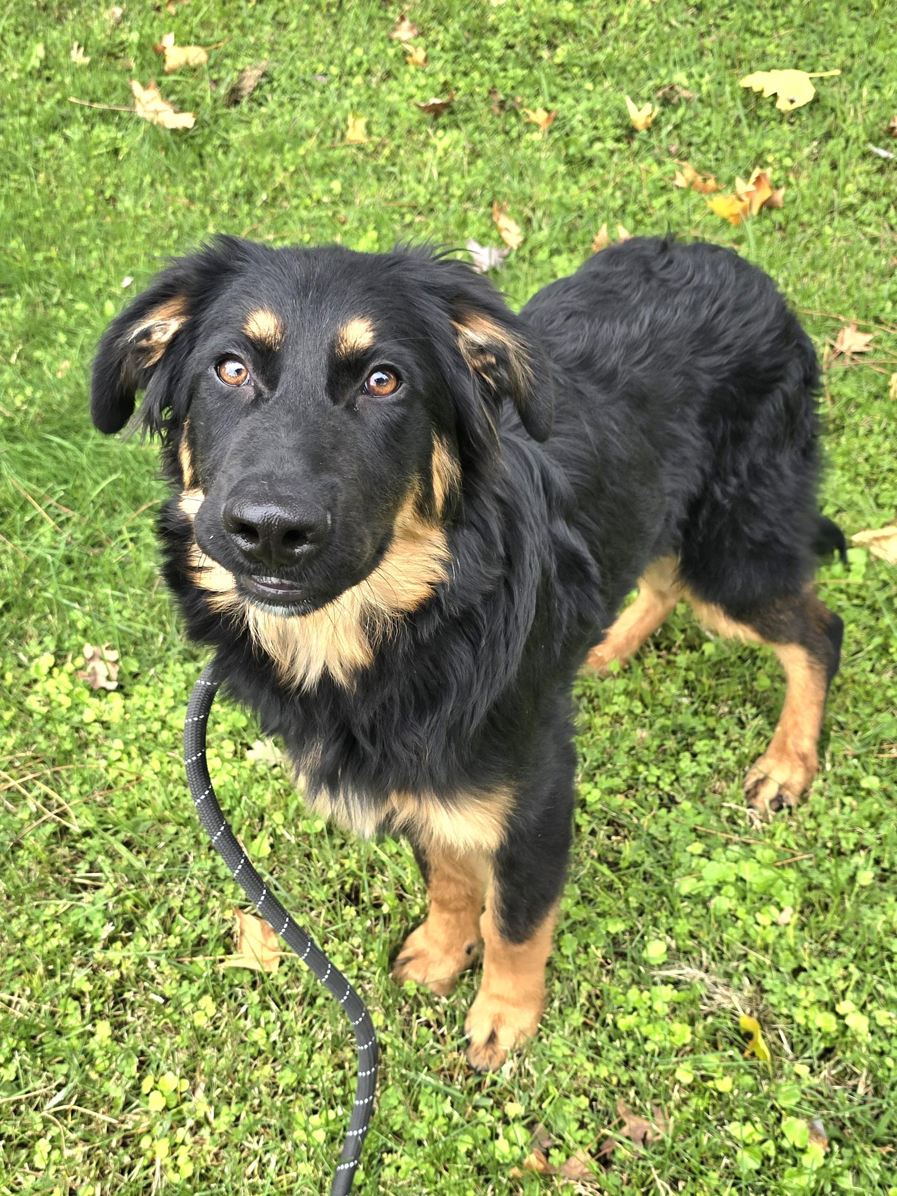 Murphy, a Adoptable mixed breed in Cottonwood, CA image 1/2