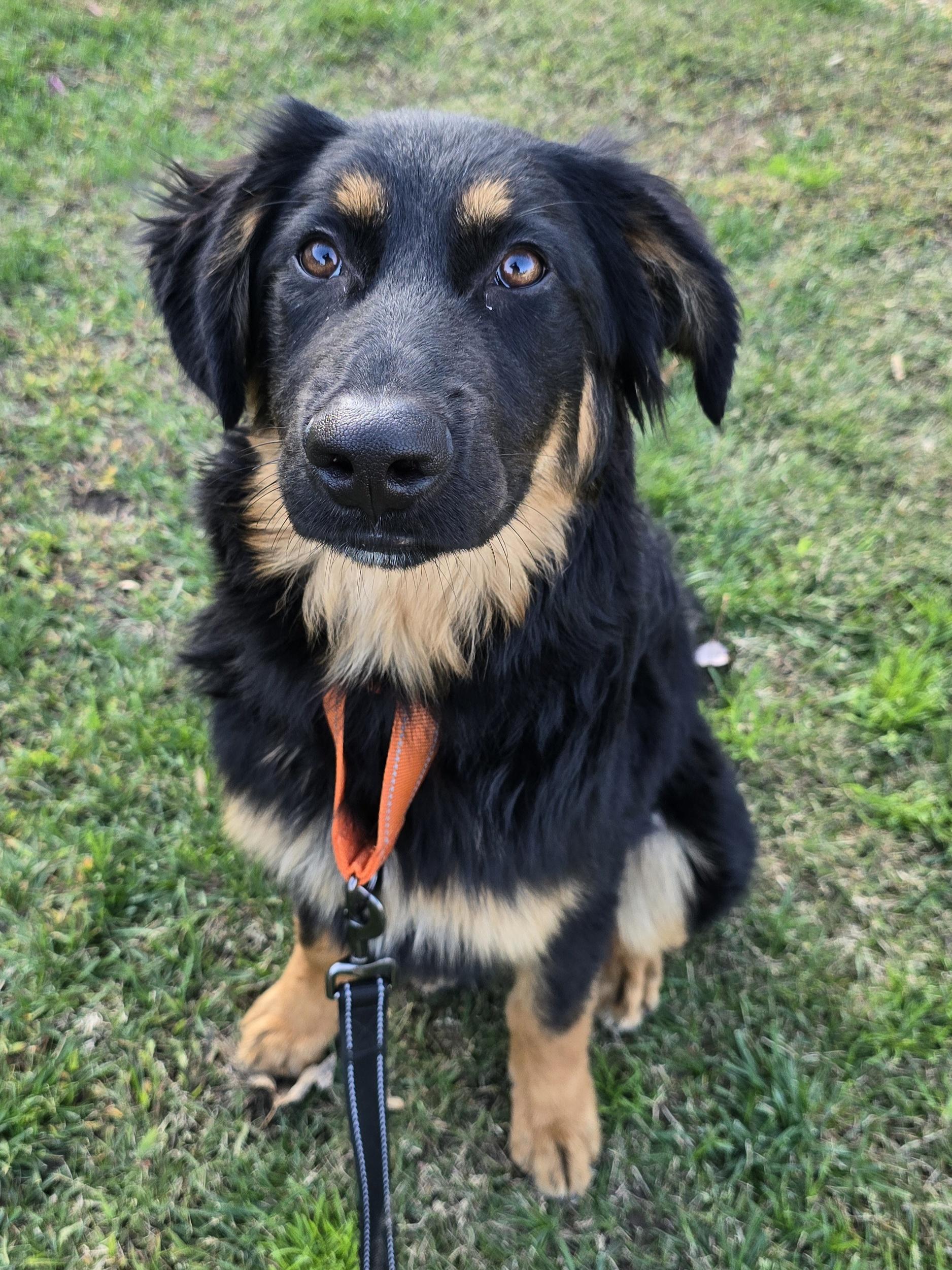 Murphy, a Adoptable mixed breed in Cottonwood, CA image 2/2