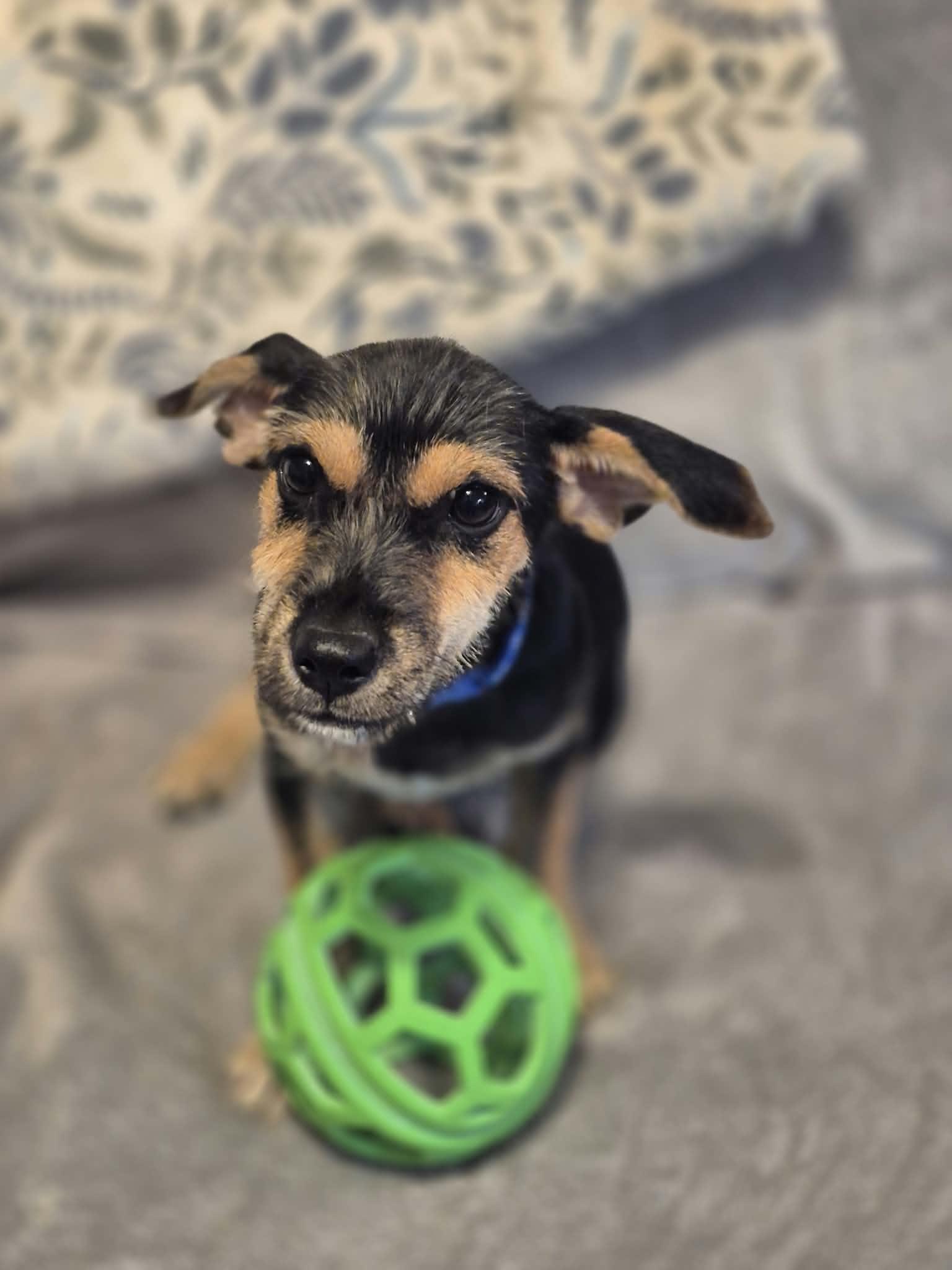 Enlarge Maverick, a Adoptable mixed breed in Atlanta, GA image 3/6