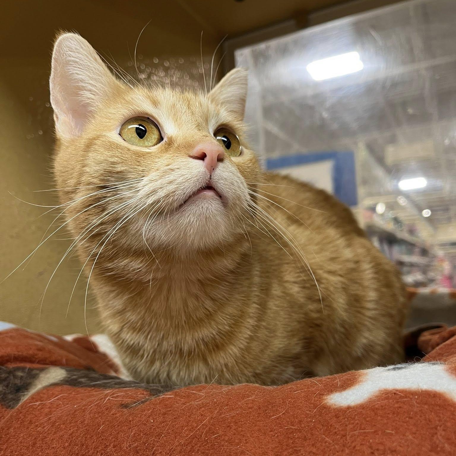 Enlarge Choti & Kiti, an adopted Domestic Short Hair in Buffalo, NY image 5/6