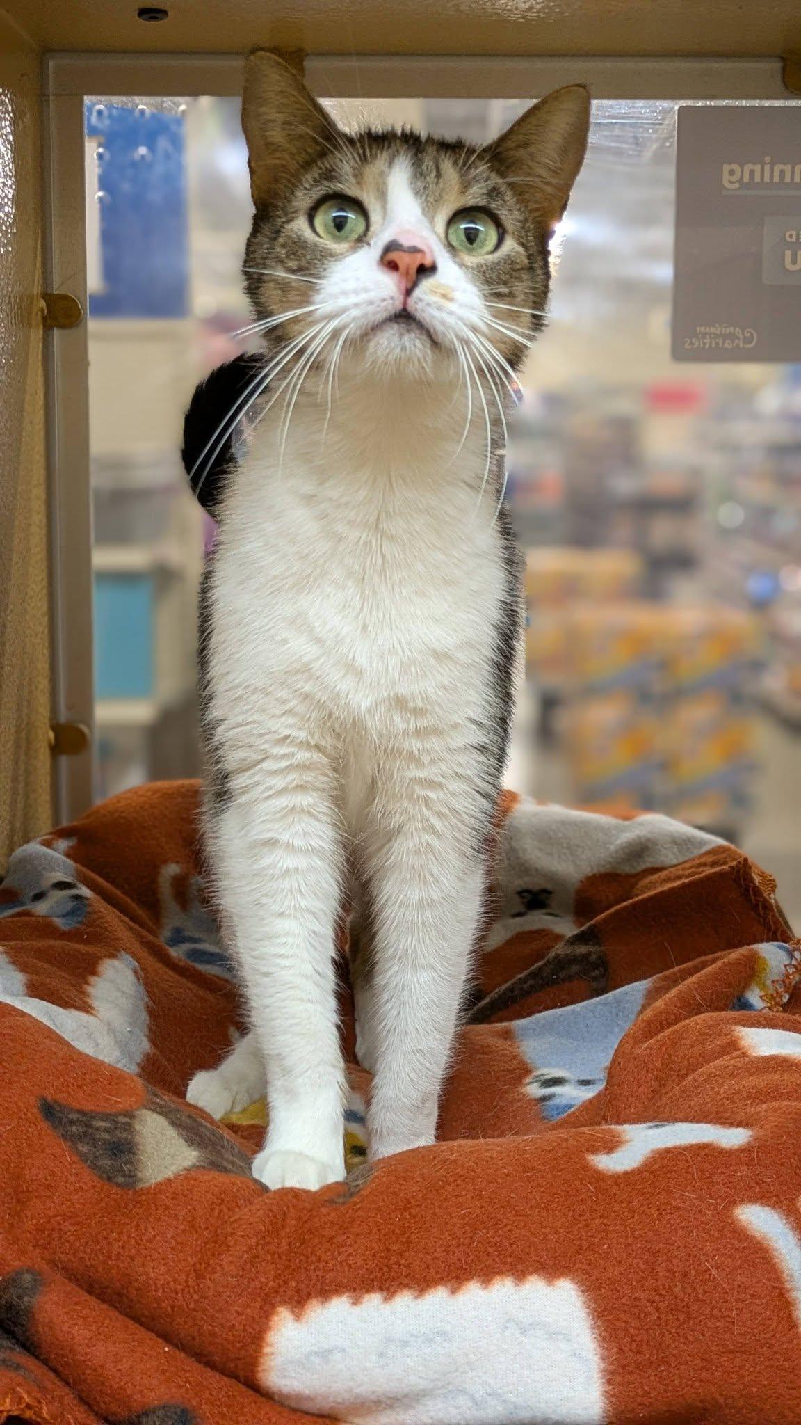 Enlarge Choti & Kiti, an adopted Domestic Short Hair in Buffalo, NY image 2/6