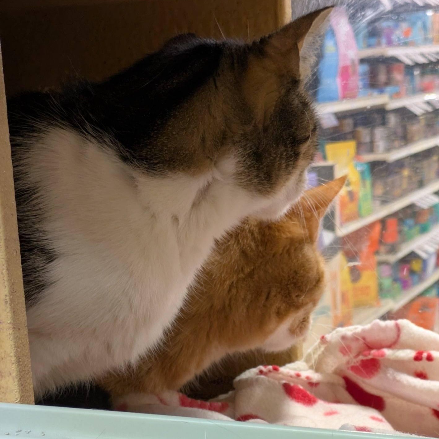 Enlarge Choti & Kiti, an adopted Domestic Short Hair in Buffalo, NY image 6/6