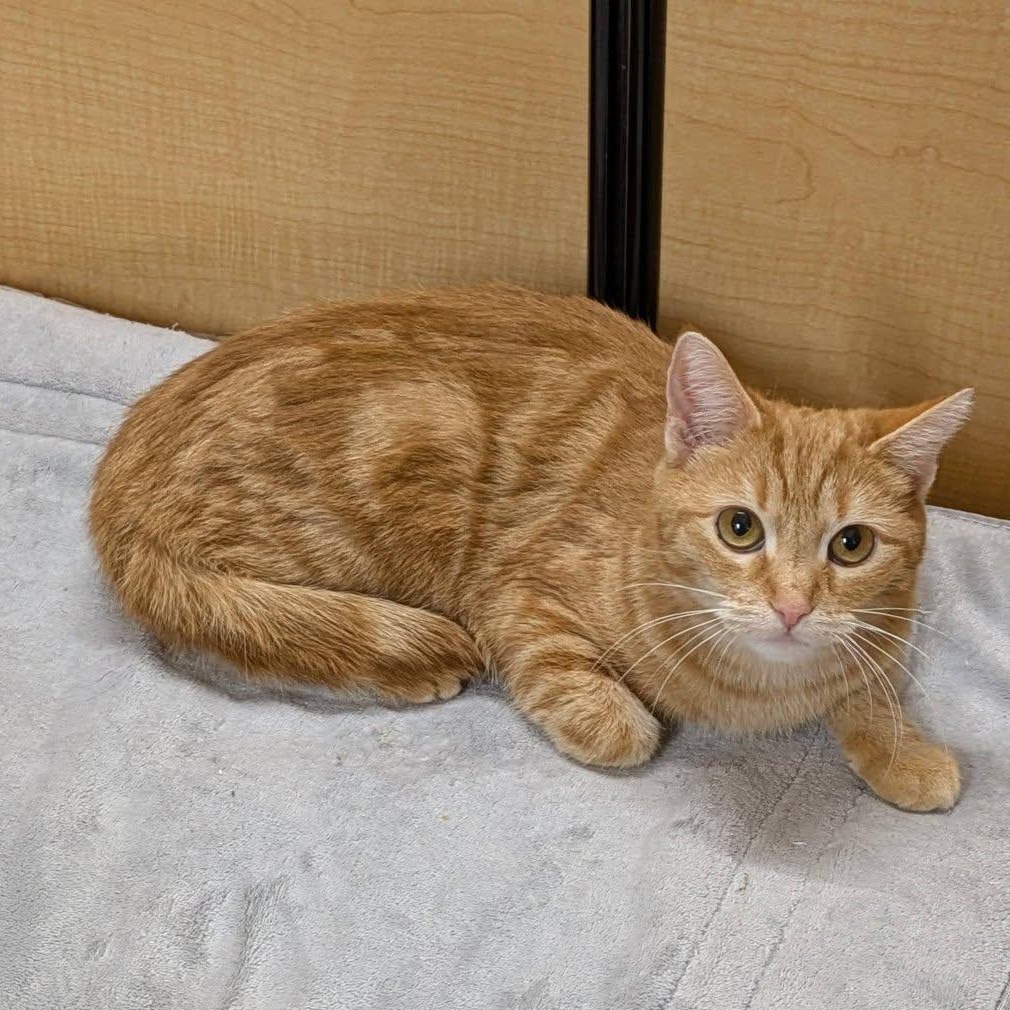 Enlarge Choti & Kiti, an adopted Domestic Short Hair in Buffalo, NY image 3/6