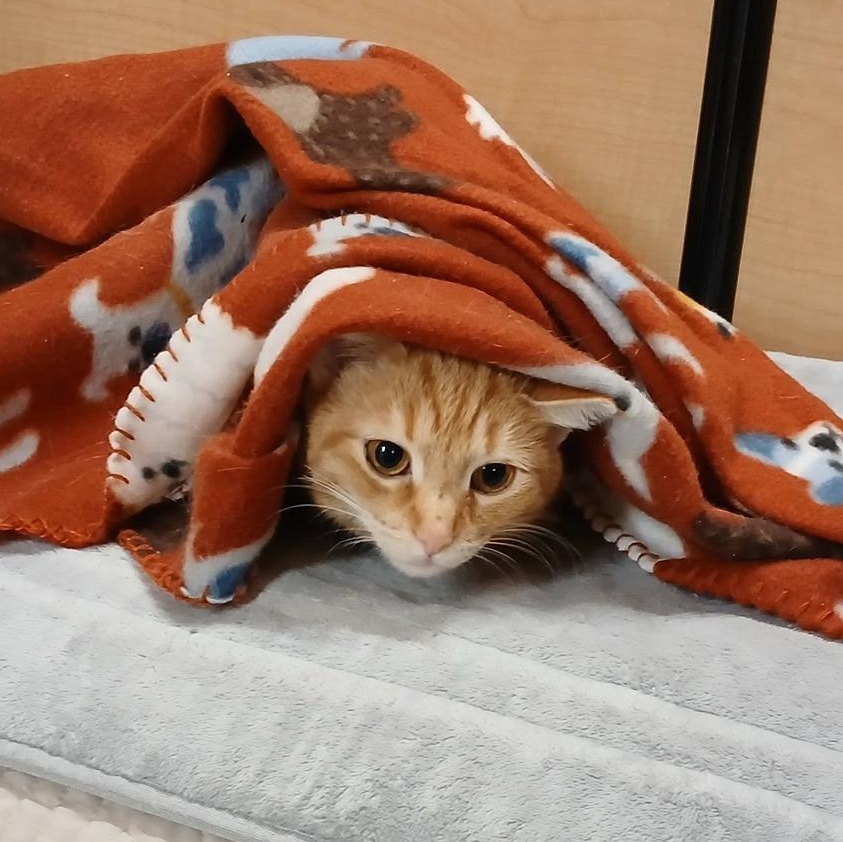 Enlarge Choti & Kiti, an adopted Domestic Short Hair in Buffalo, NY image 1/6