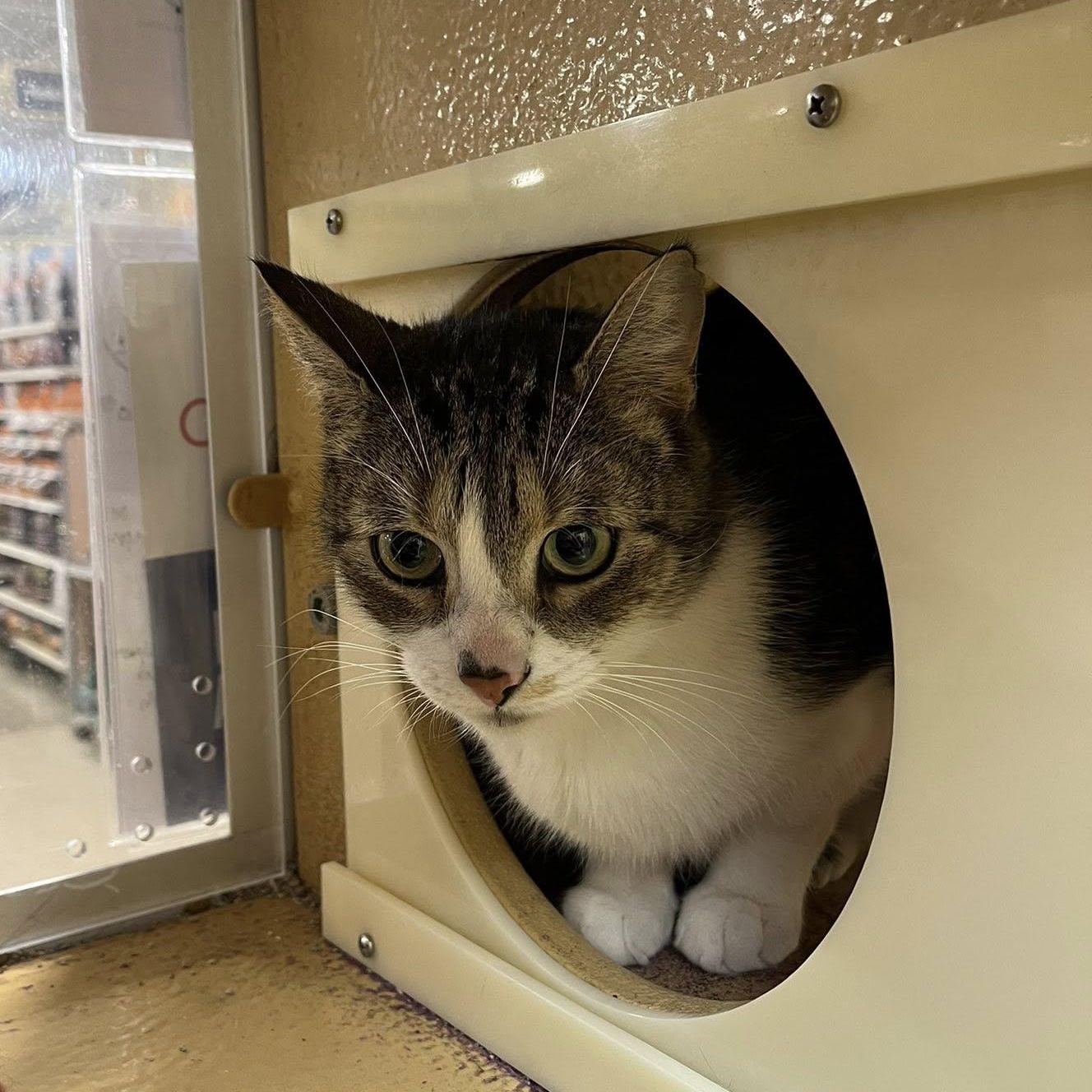 Enlarge Choti & Kiti, an adopted Domestic Short Hair in Buffalo, NY image 4/6