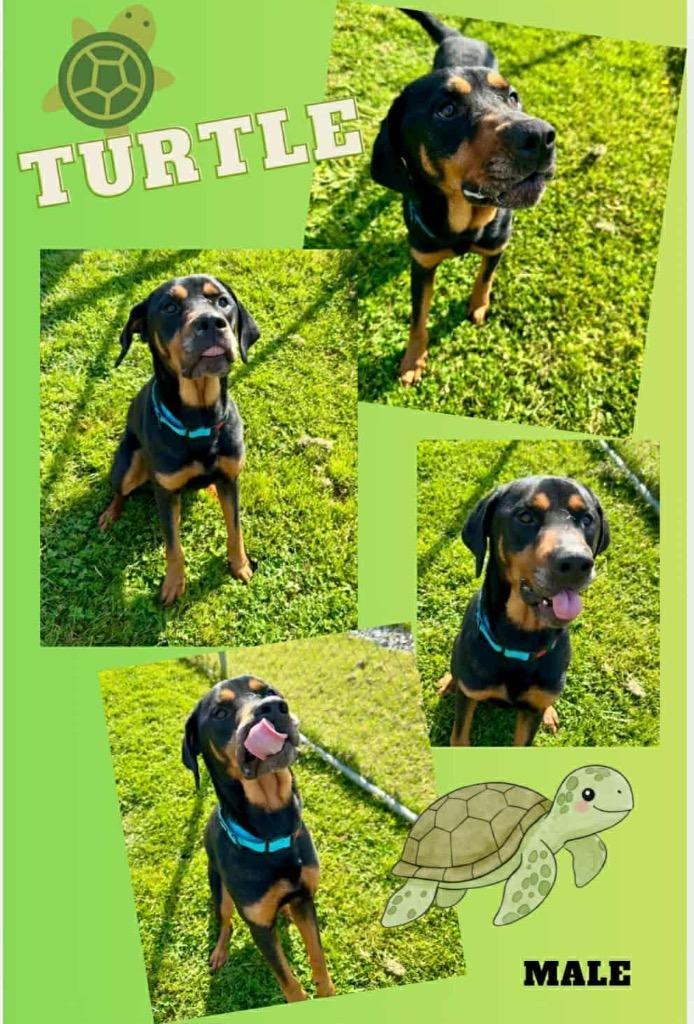 Enlarge Turtle, a Adoptable mixed breed in Blountville, TN image 2/4