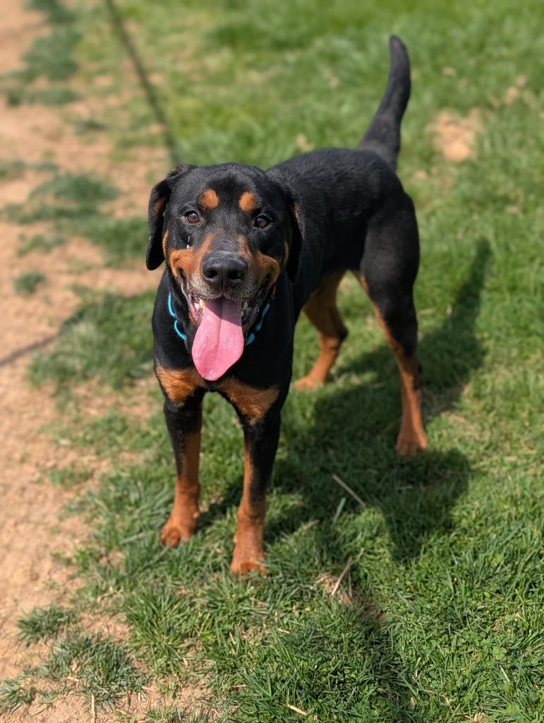 Enlarge Turtle, a Adoptable mixed breed in Blountville, TN image 3/4