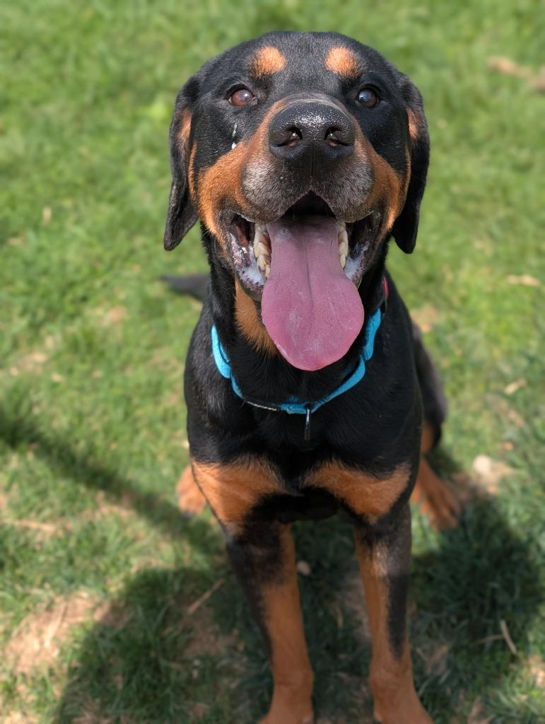 Enlarge Turtle, a Adoptable mixed breed in Blountville, TN image 4/4
