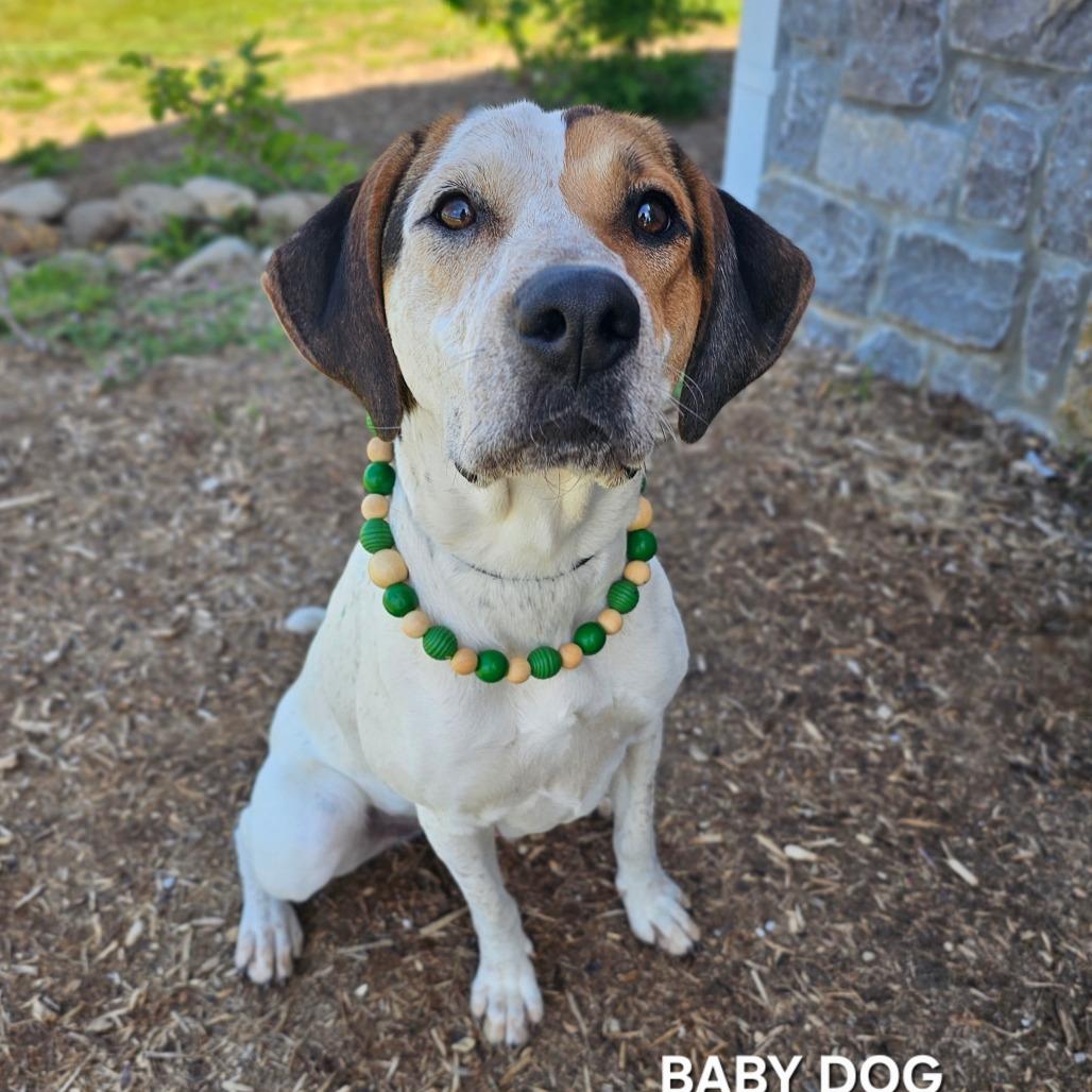 Baby Dog(Lady), a Adoptable mixed breed in Madisonville, TN image 1/4