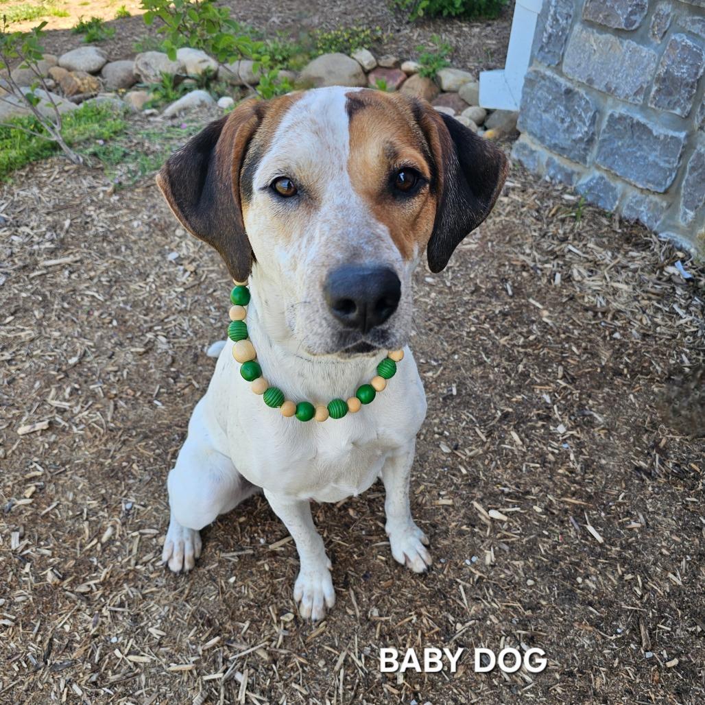 Baby Dog(Lady), a Adoptable mixed breed in Madisonville, TN image 2/4