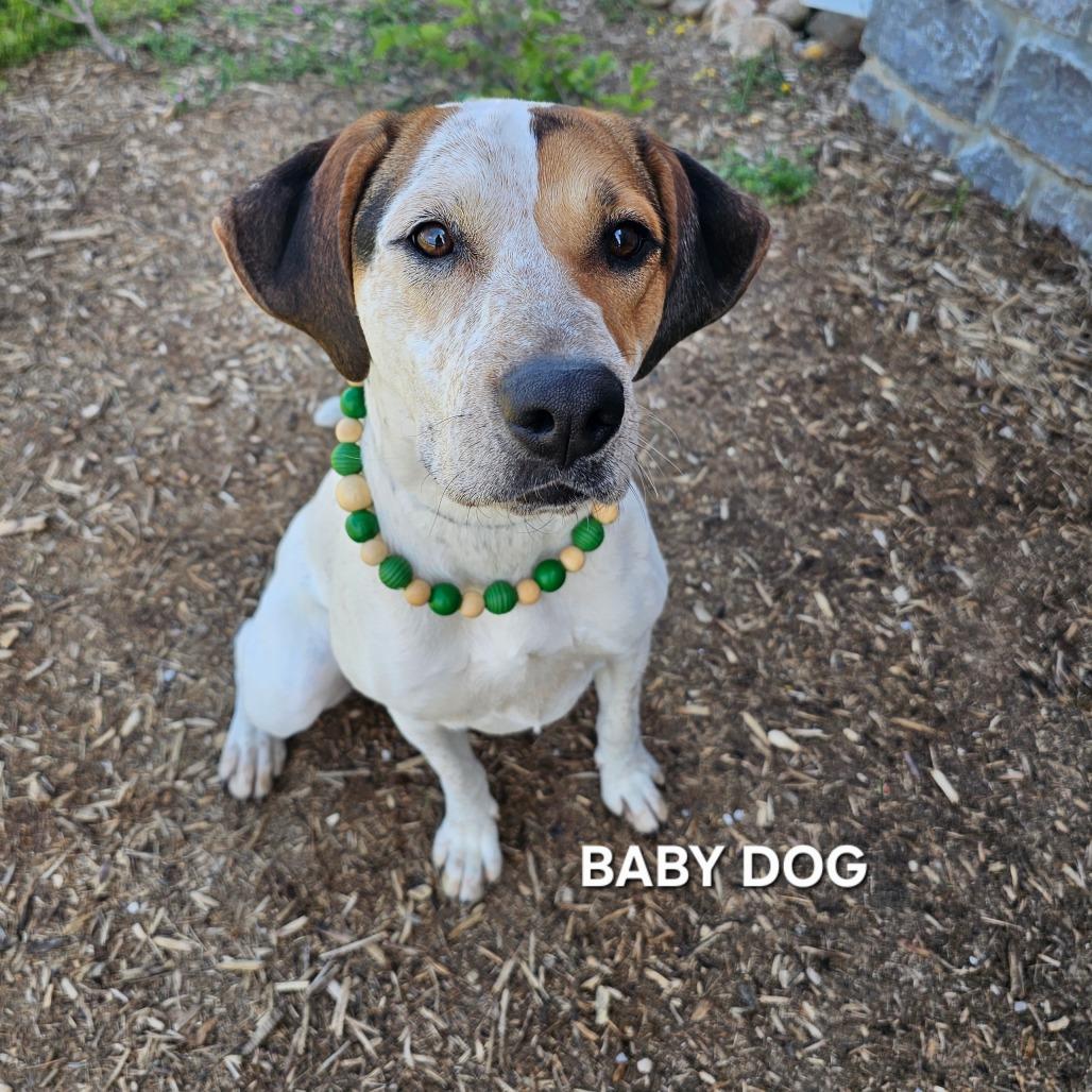 Baby Dog(Lady), a Adoptable mixed breed in Madisonville, TN image 3/4