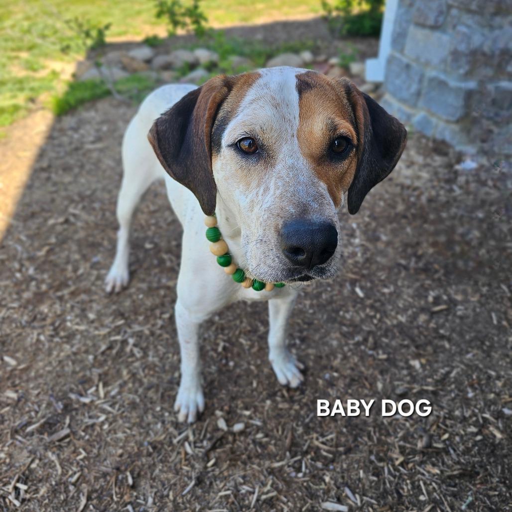 Baby Dog(Lady), a Adoptable mixed breed in Madisonville, TN image 4/4