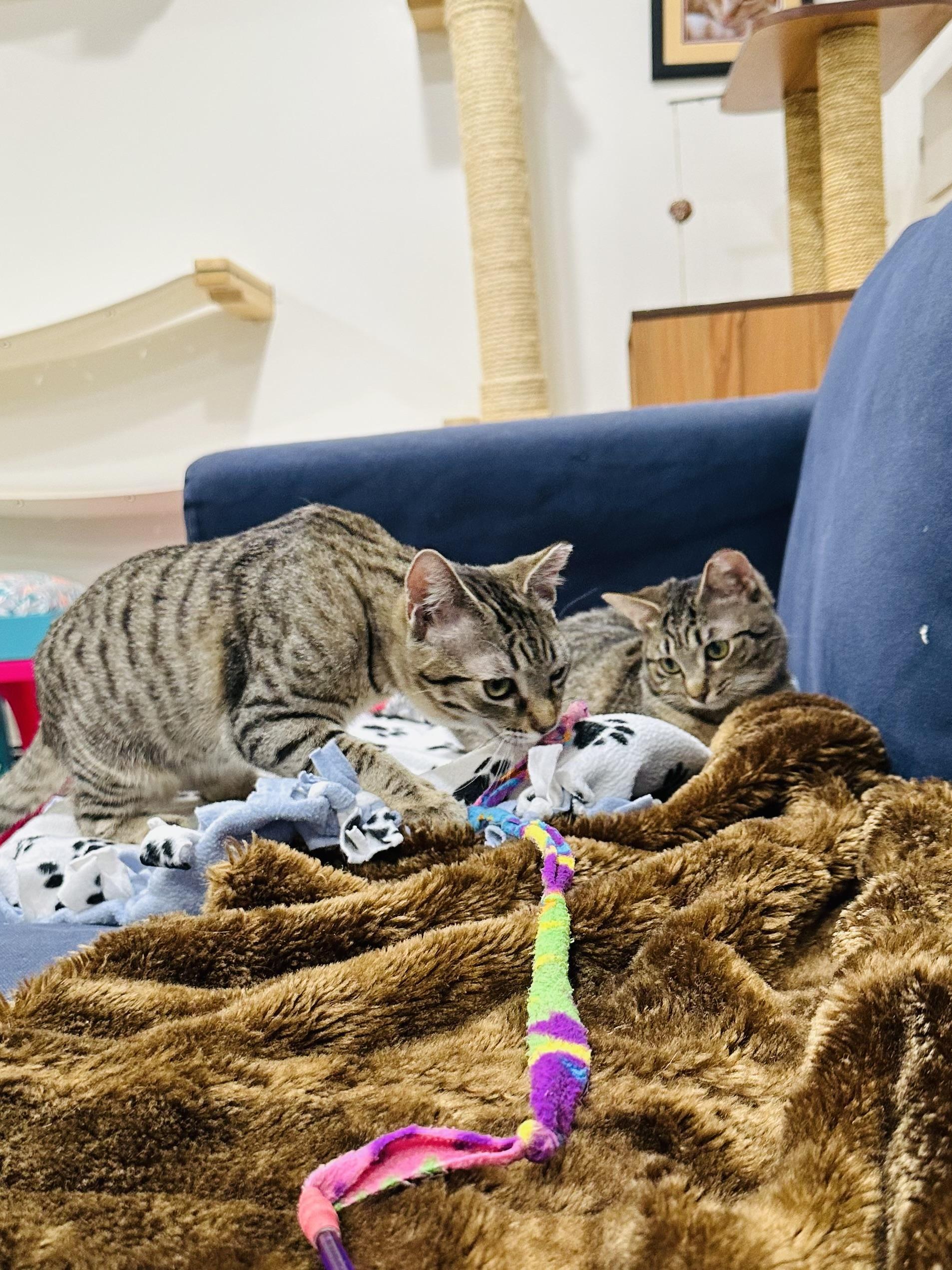 Shere Khan & Li Shu, Adoptable, Kitten Male Domestic Short Hair.