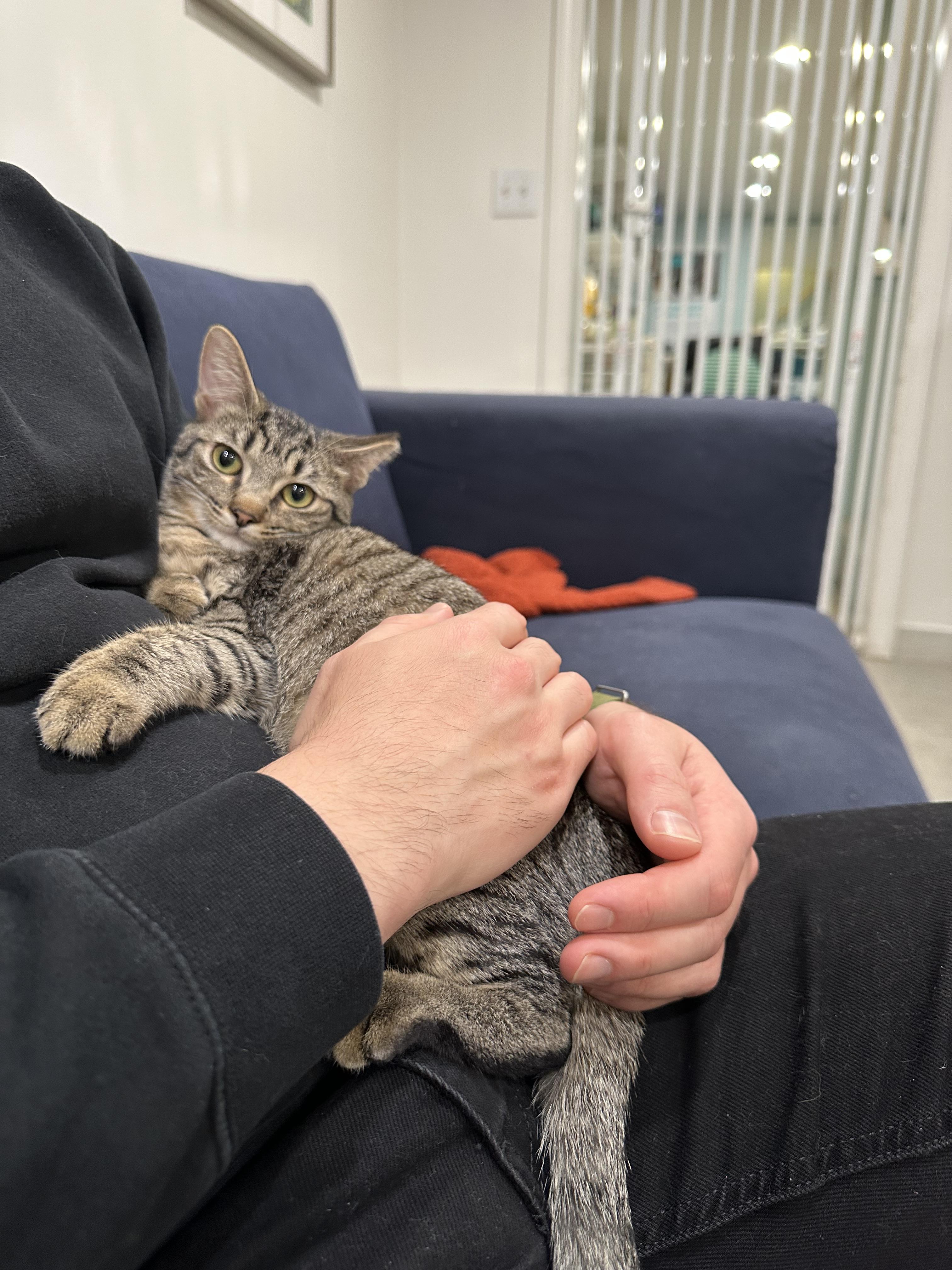Enlarge Shere Khan & Li Shu, an adopted Domestic Short Hair in Wellesley, MA image 2/6