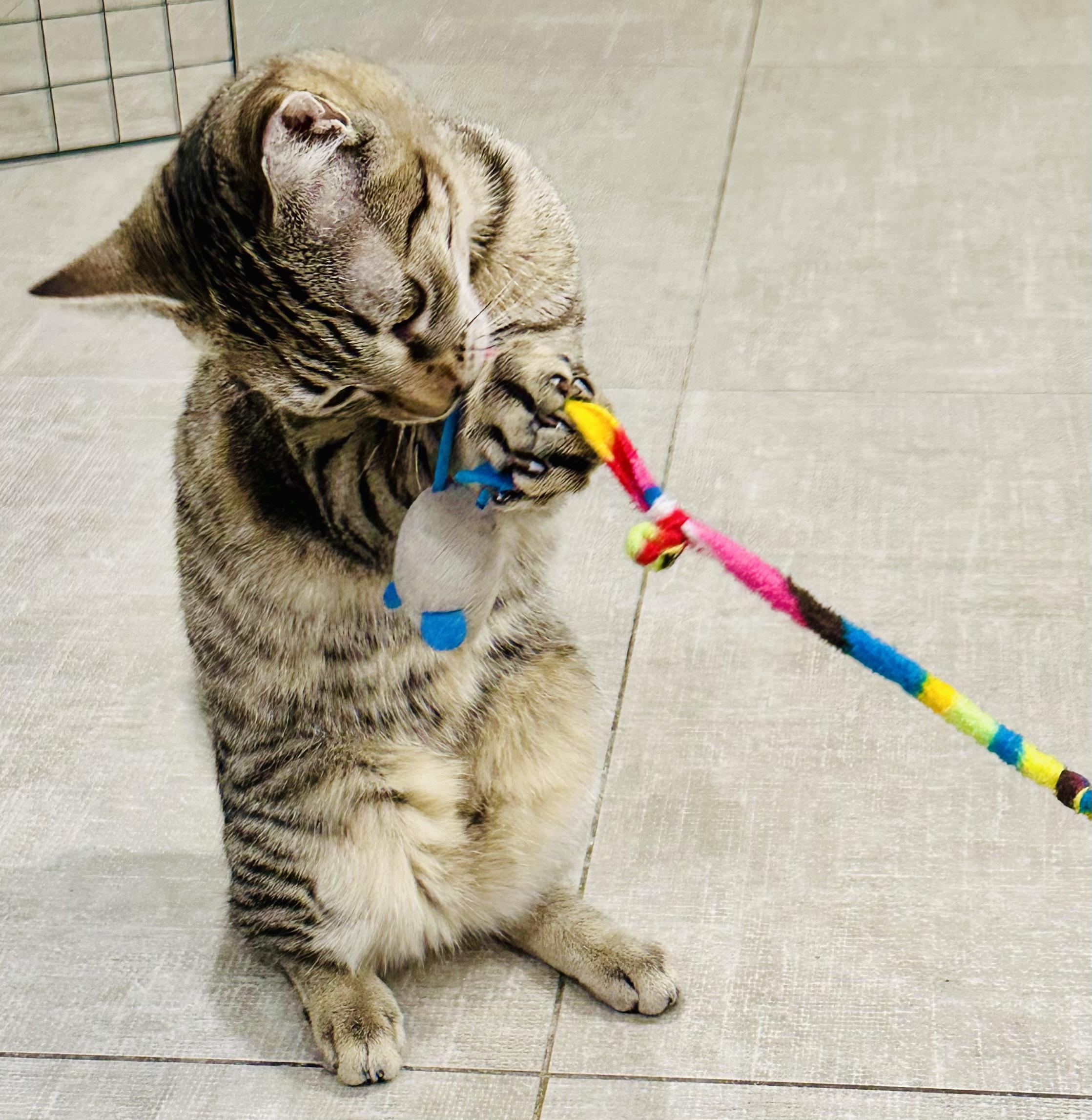 Enlarge Shere Khan & Li Shu, a Adoptable Domestic Short Hair in Wellesley, MA image 3/6