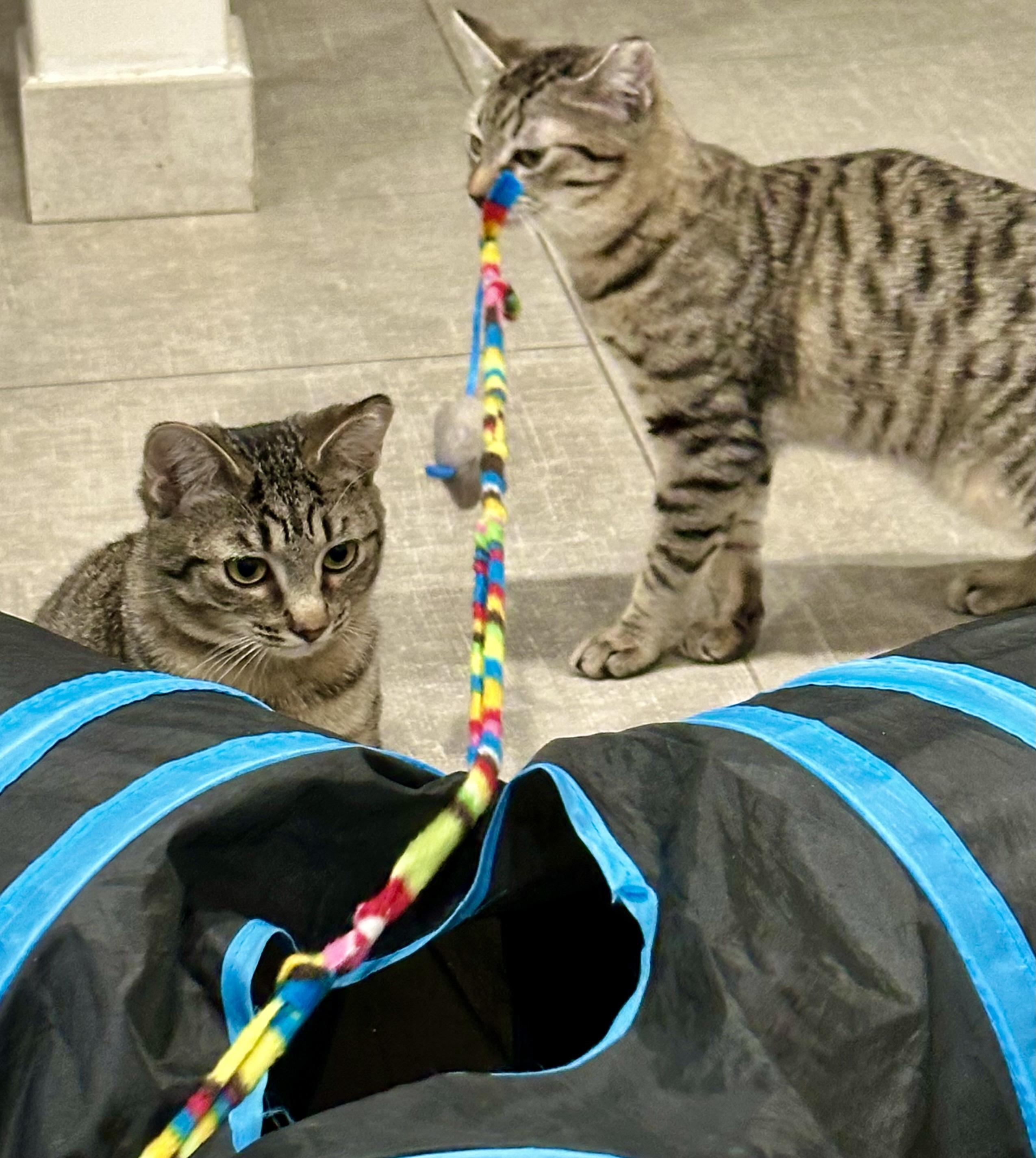 Enlarge Shere Khan & Li Shu, a Adoptable Domestic Short Hair in Wellesley, MA image 4/6