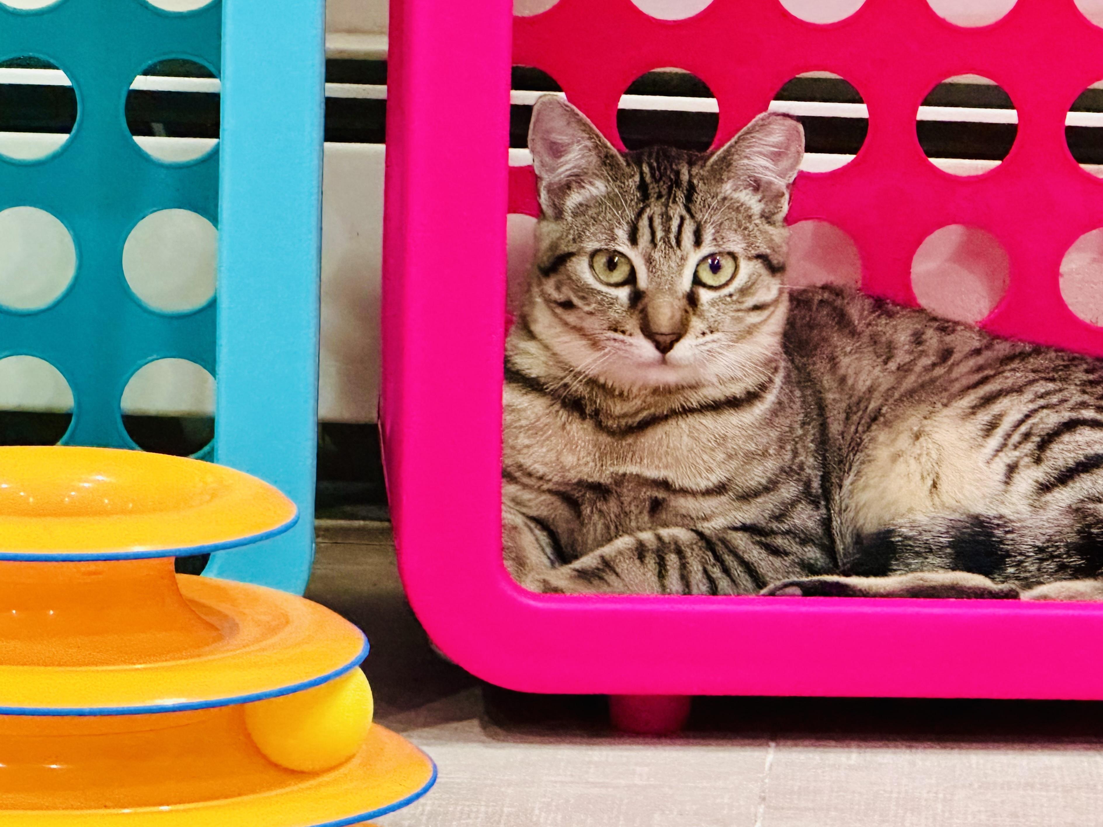 Enlarge Shere Khan & Li Shu, a Adoptable Domestic Short Hair in Wellesley, MA image 5/6