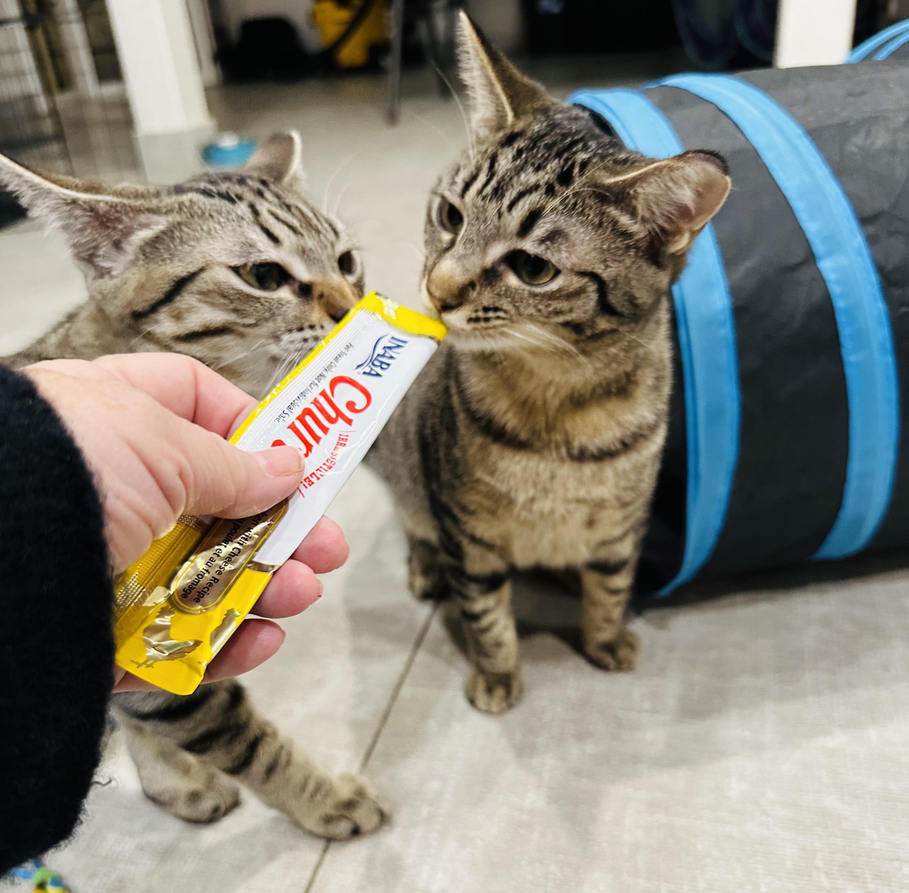 Enlarge Shere Khan & Li Shu, a Adoptable Domestic Short Hair in Wellesley, MA image 2/6