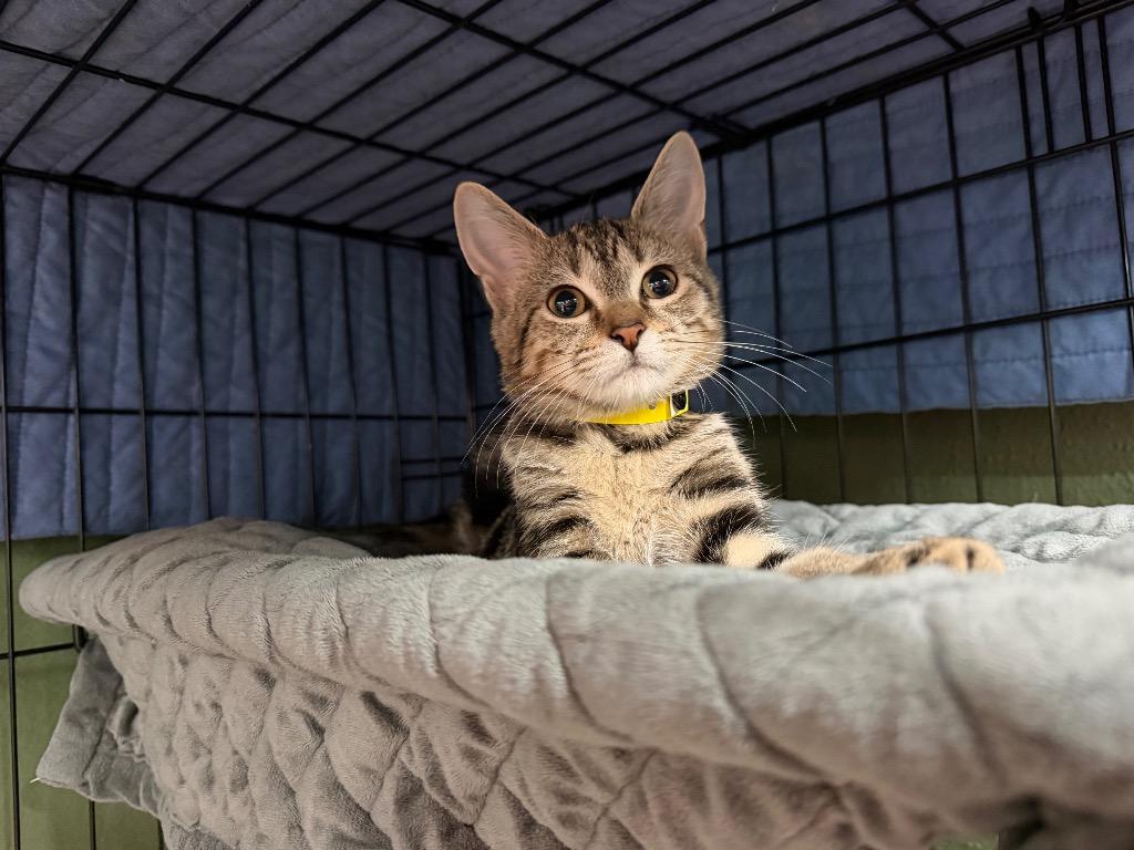 America, Adoptable, Kitten Female Domestic Short Hair.