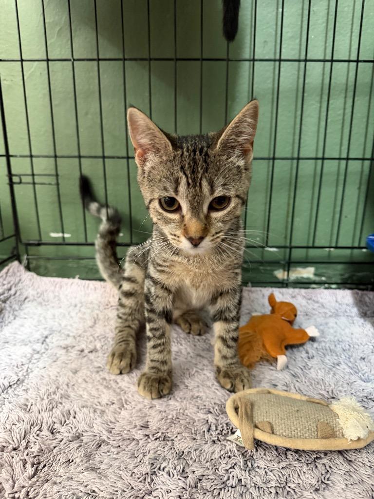 Enlarge America, a Adoptable mixed breed in Port Jervis, NY image 2/3
