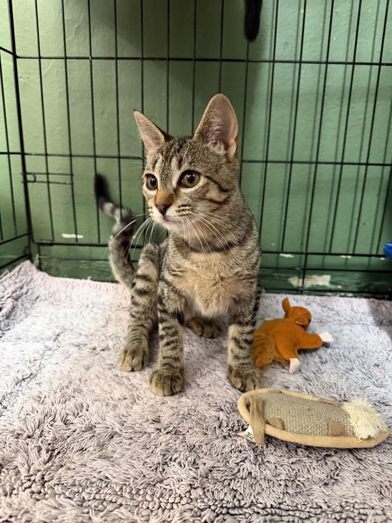 Enlarge America, a Adoptable mixed breed in Port Jervis, NY image 3/3