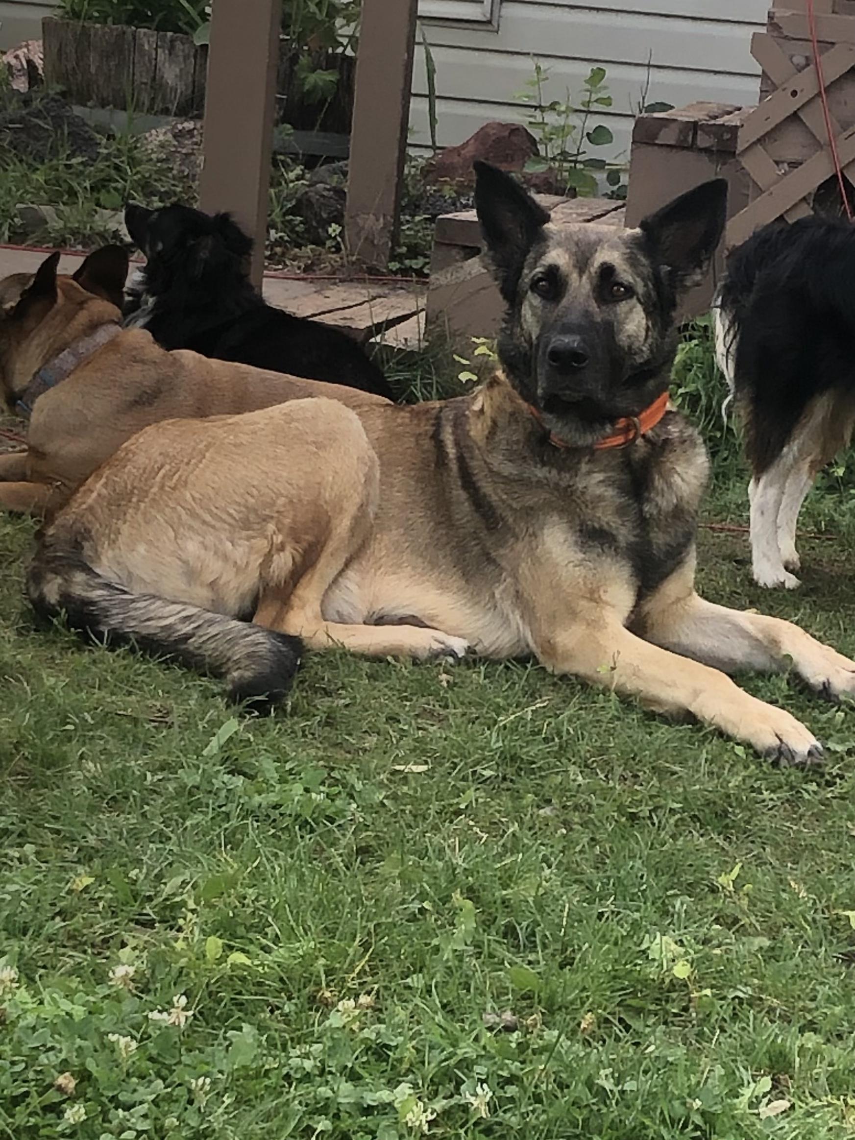 Sephora, ADOPTABLE, Young Female Anatolian Shepherd & German Shepherd Dog.