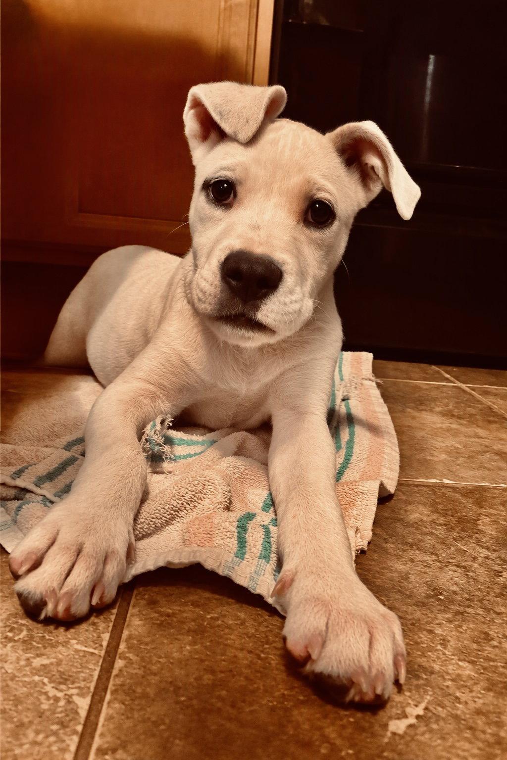Enlarge Ozzy, a Adoptable mixed breed in Glendale, AZ image 2/3