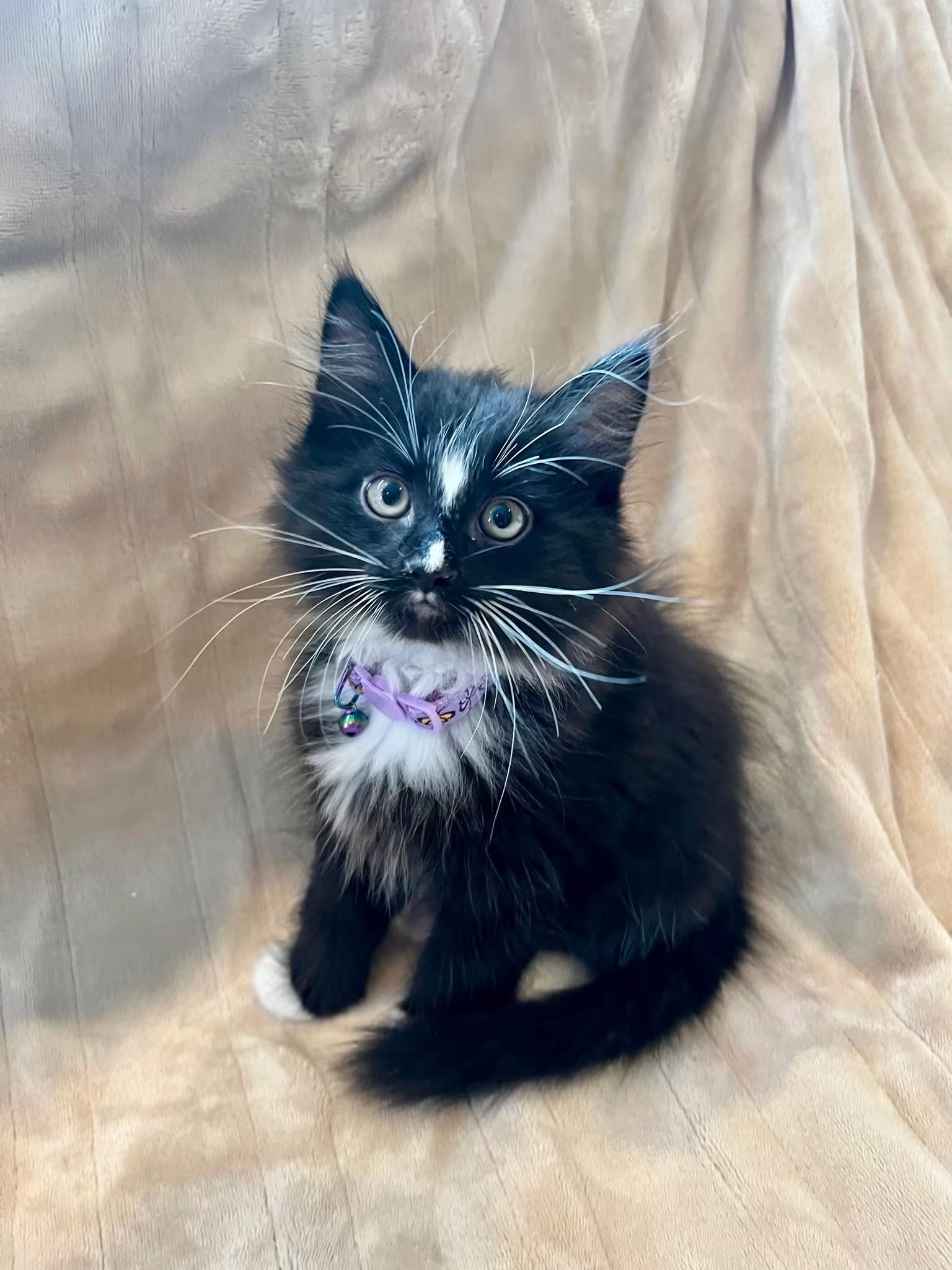 Enlarge PANDA, an adopted Domestic Long Hair in Tillsonburg, ON image 1/1