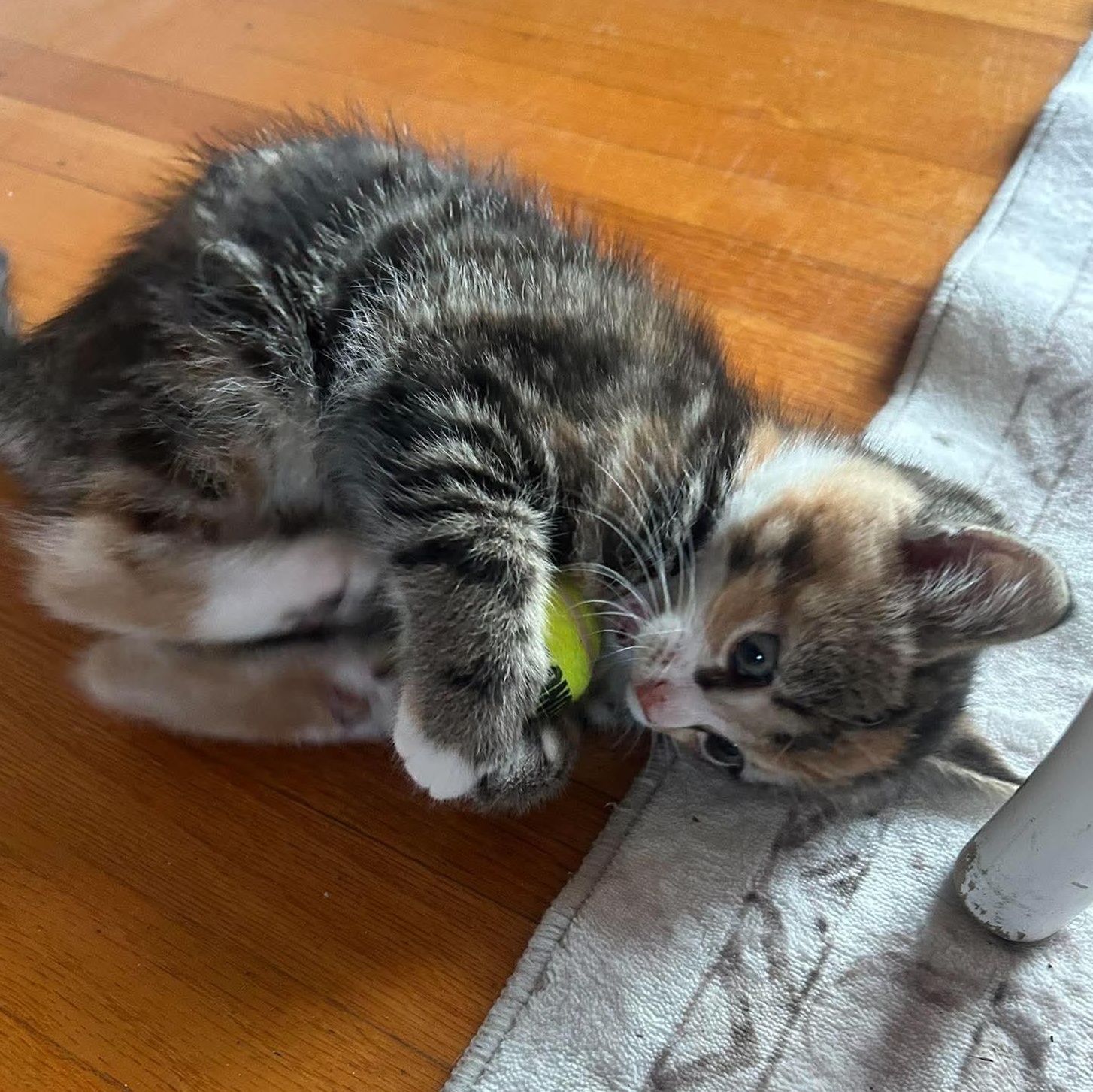 Enlarge POLLY, a Adoption Pending Domestic Short Hair in Campbell River, BC image 5/6