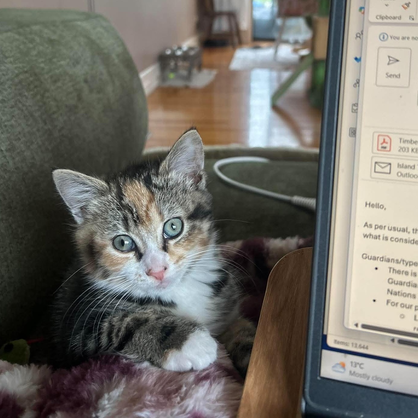 Enlarge POLLY, a Adoption Pending Domestic Short Hair in Campbell River, BC image 1/6