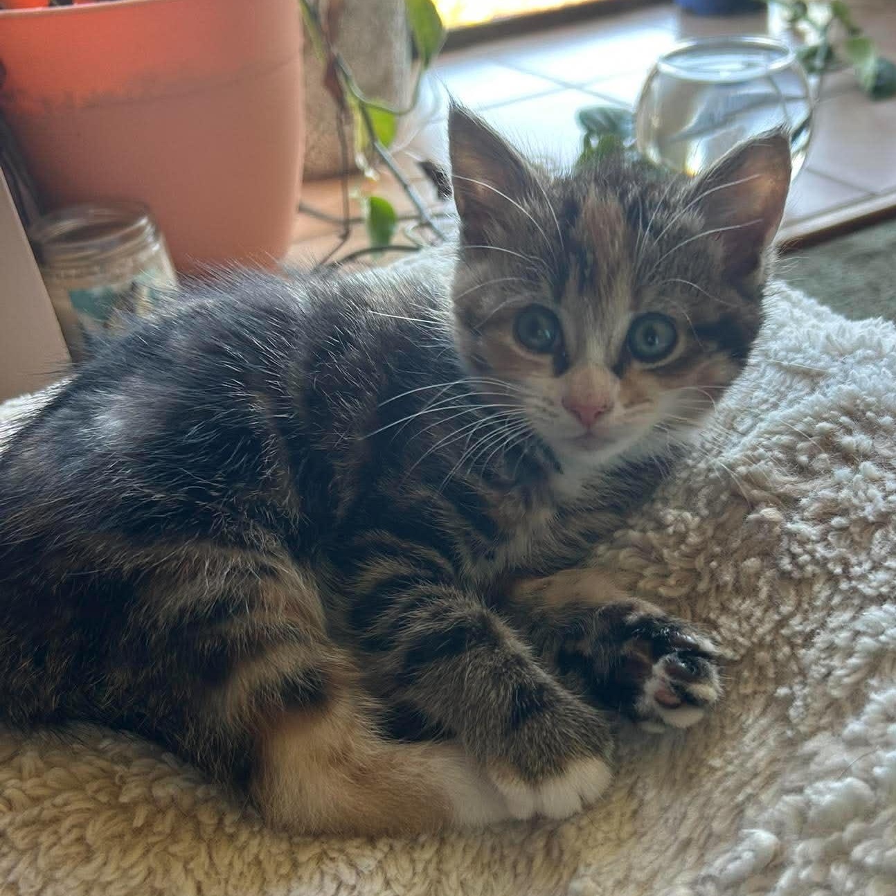 Enlarge POLLY, a Adoption Pending Domestic Short Hair in Campbell River, BC image 4/6