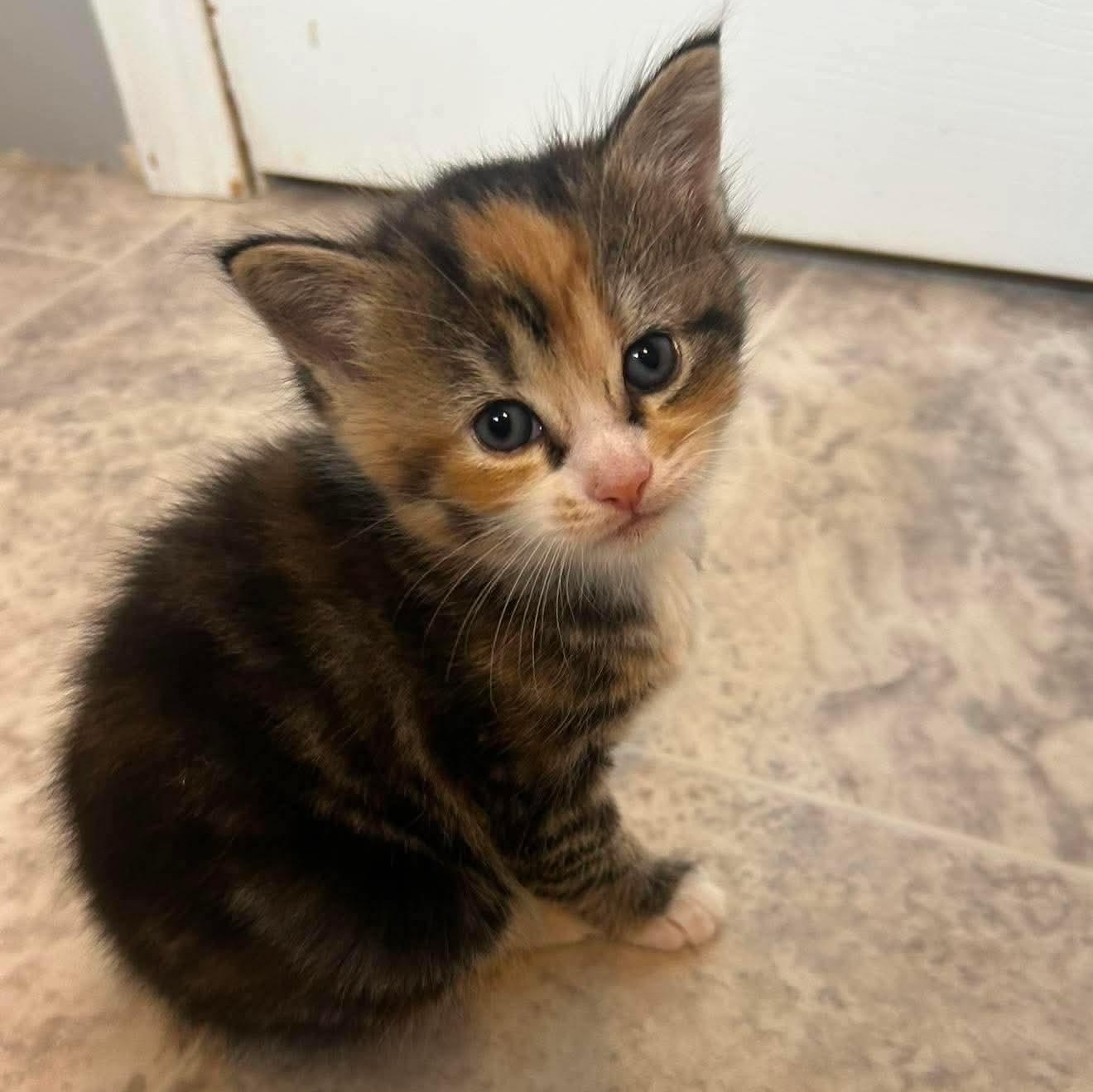 Enlarge POLLY, a Adoption Pending Domestic Short Hair in Campbell River, BC image 2/6