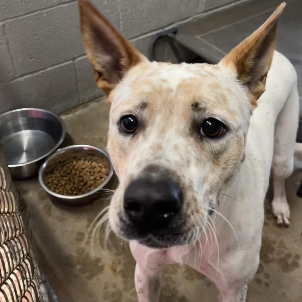 Enlarge Champagne, a Adoptable Mixed Breed in Madill, OK image 1/1