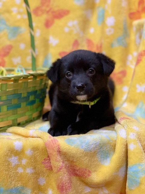 April, Adoptable, Puppy Female Terrier & Labrador Retriever.