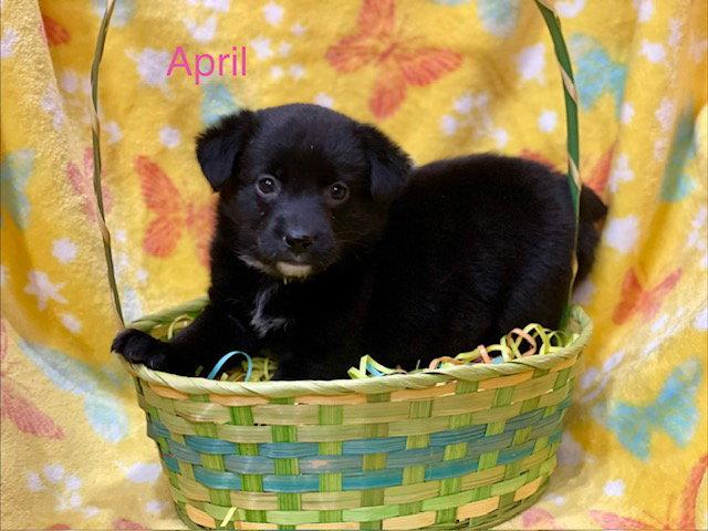 April, a Adoptable mixed breed in Duluth, MN image 2/3