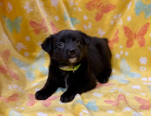 April, a Adoptable mixed breed in Duluth, MN image 3/3