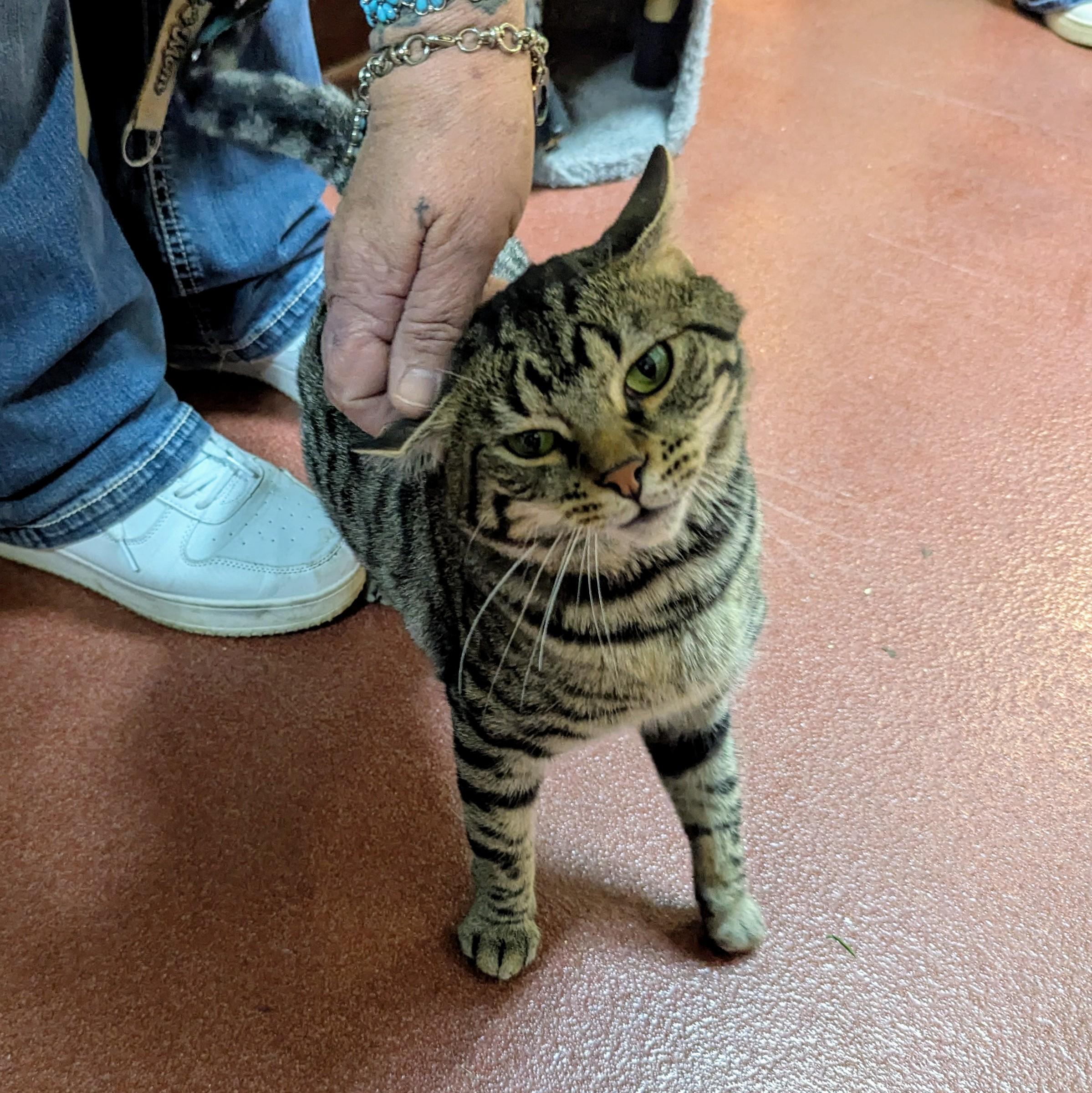 Dylan, Adult Male Domestic Short Hair