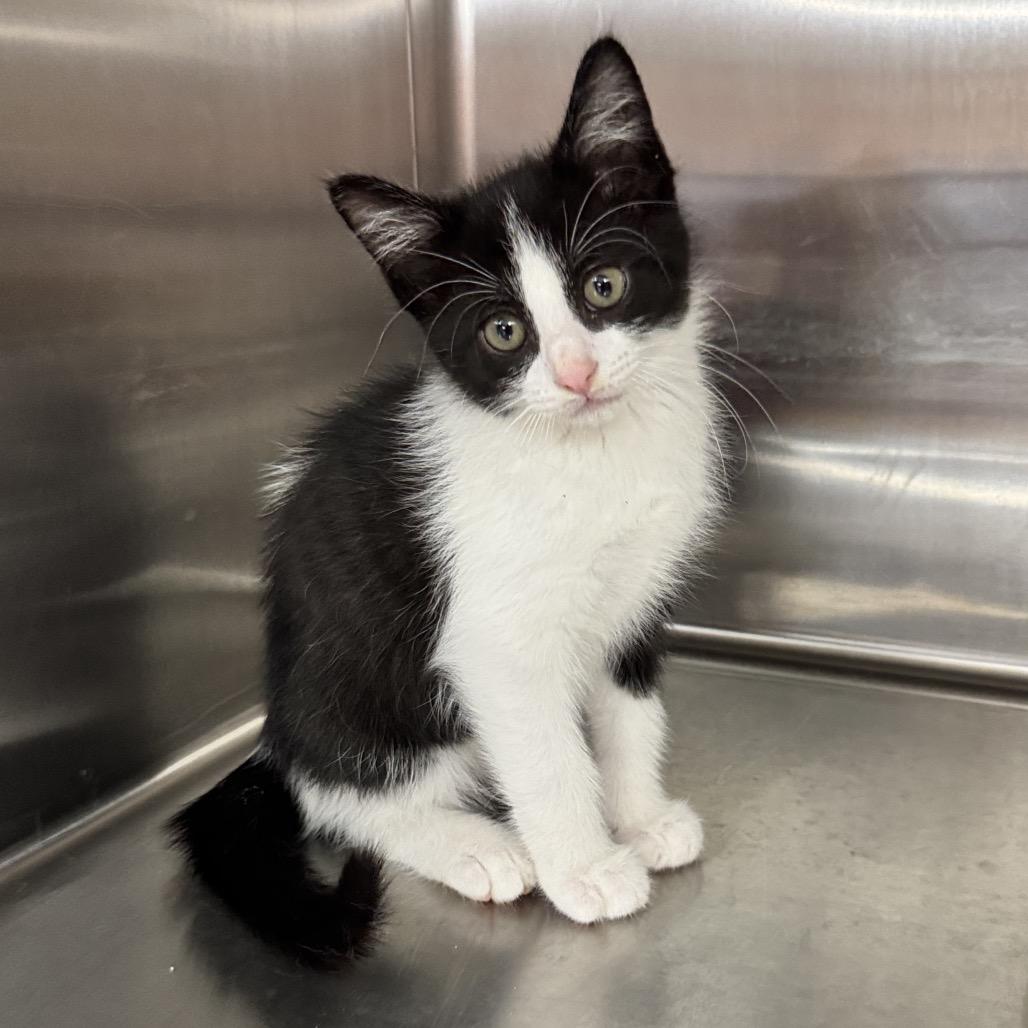Repeat, Adopted, Kitten Male Domestic Short Hair.