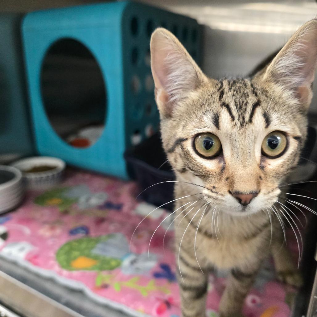 Oliver, Adoptable, Kitten Male Domestic Short Hair & Mixed Breed.