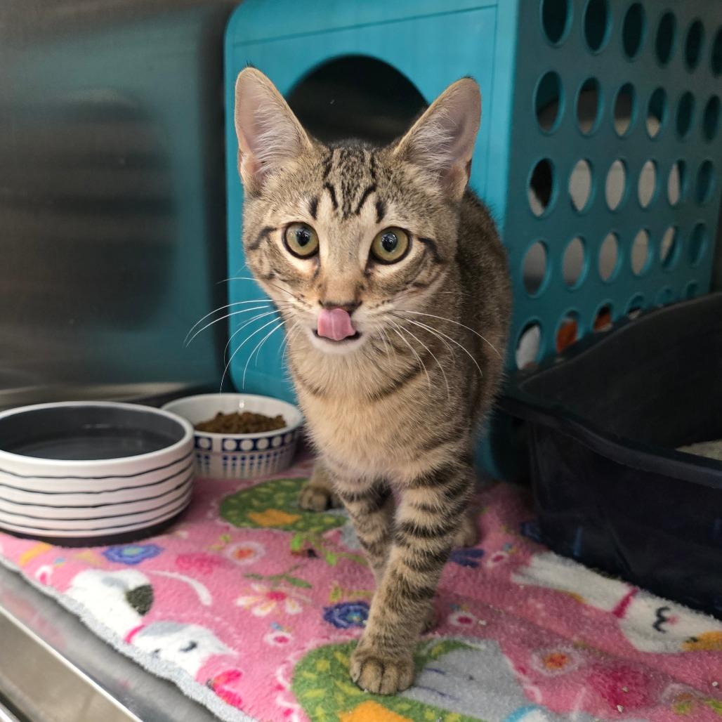 Enlarge Oliver, a Adoptable mixed breed in Williston, FL image 2/5